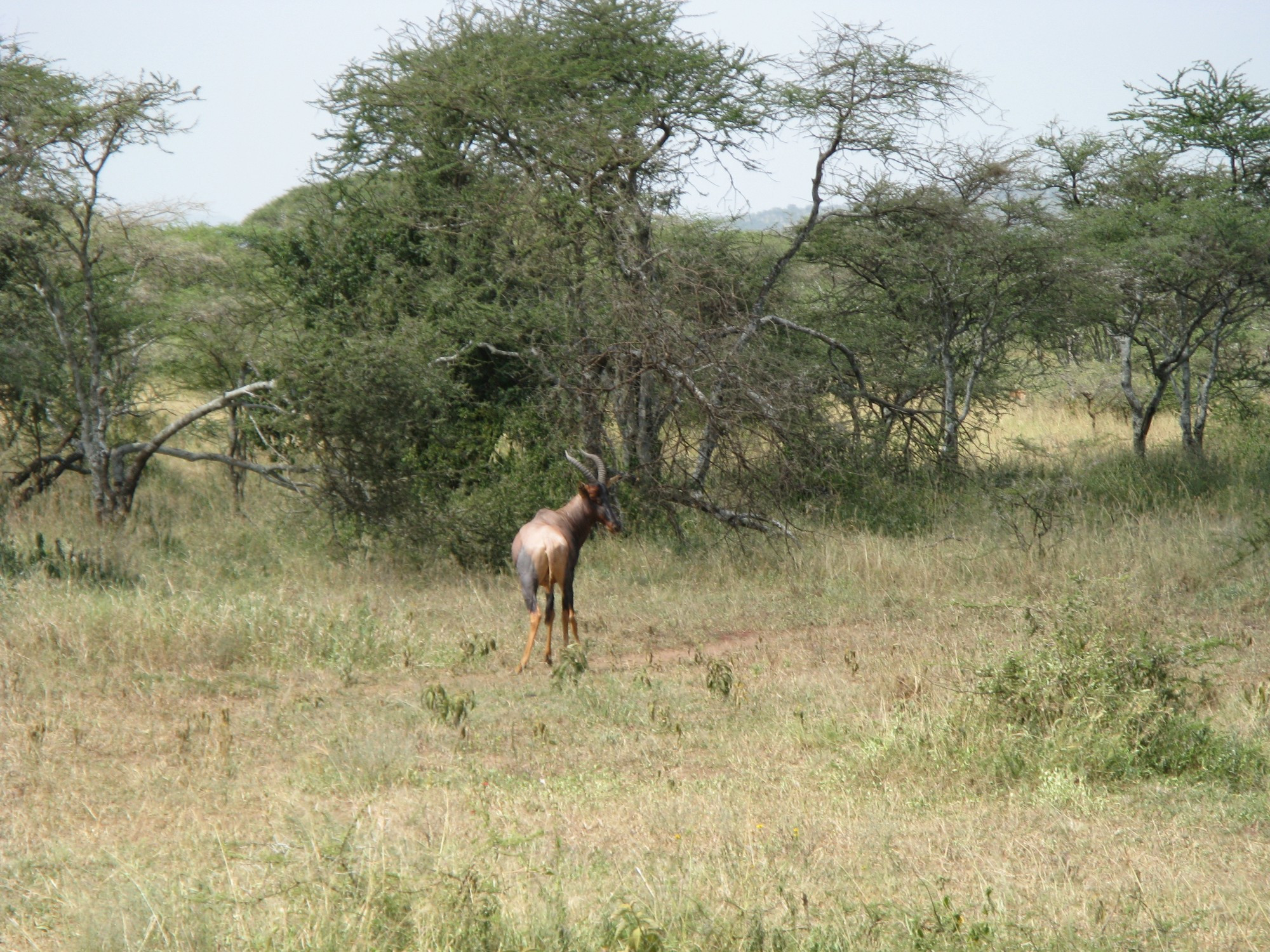 Tanzania