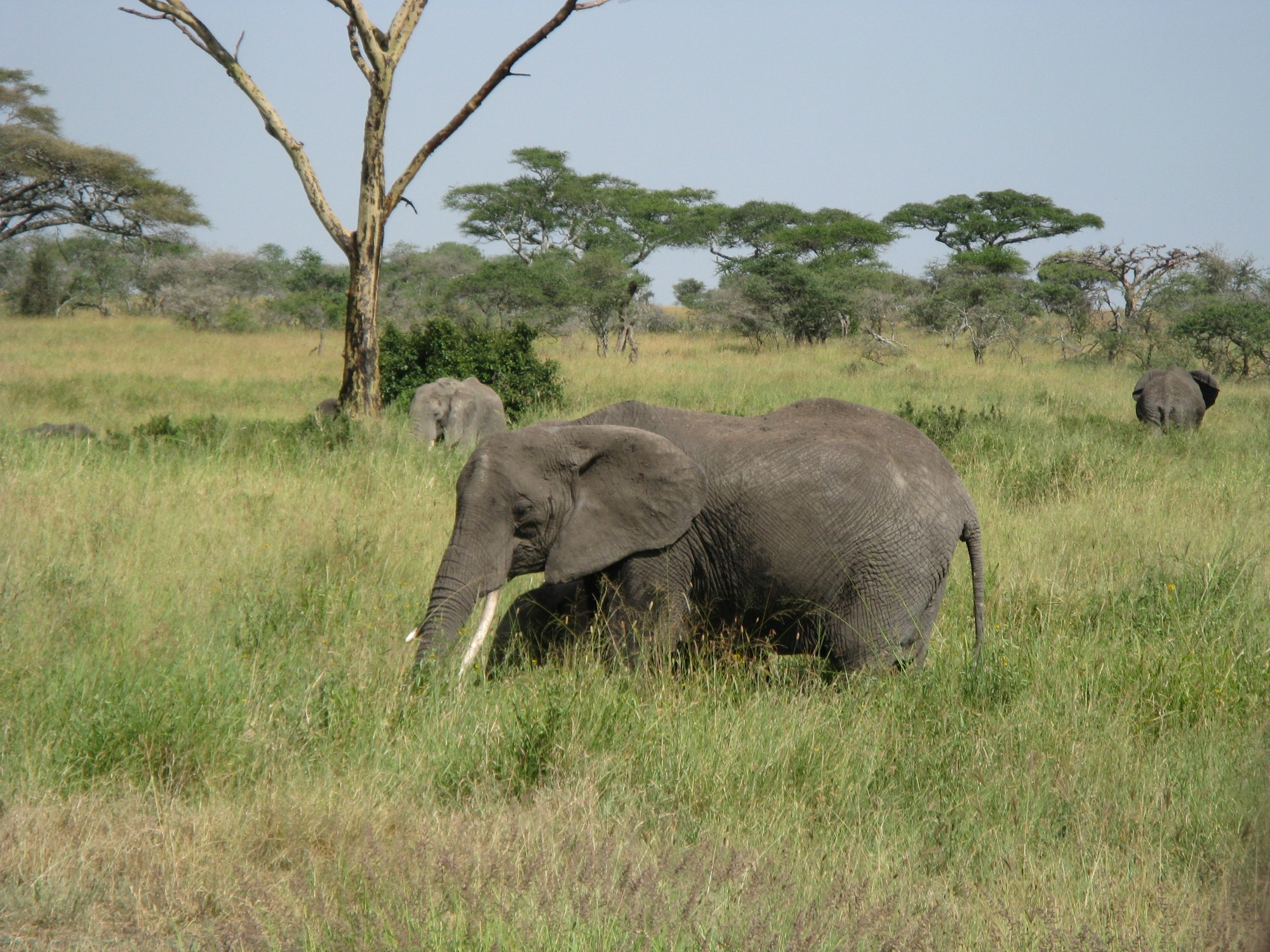 Tanzania