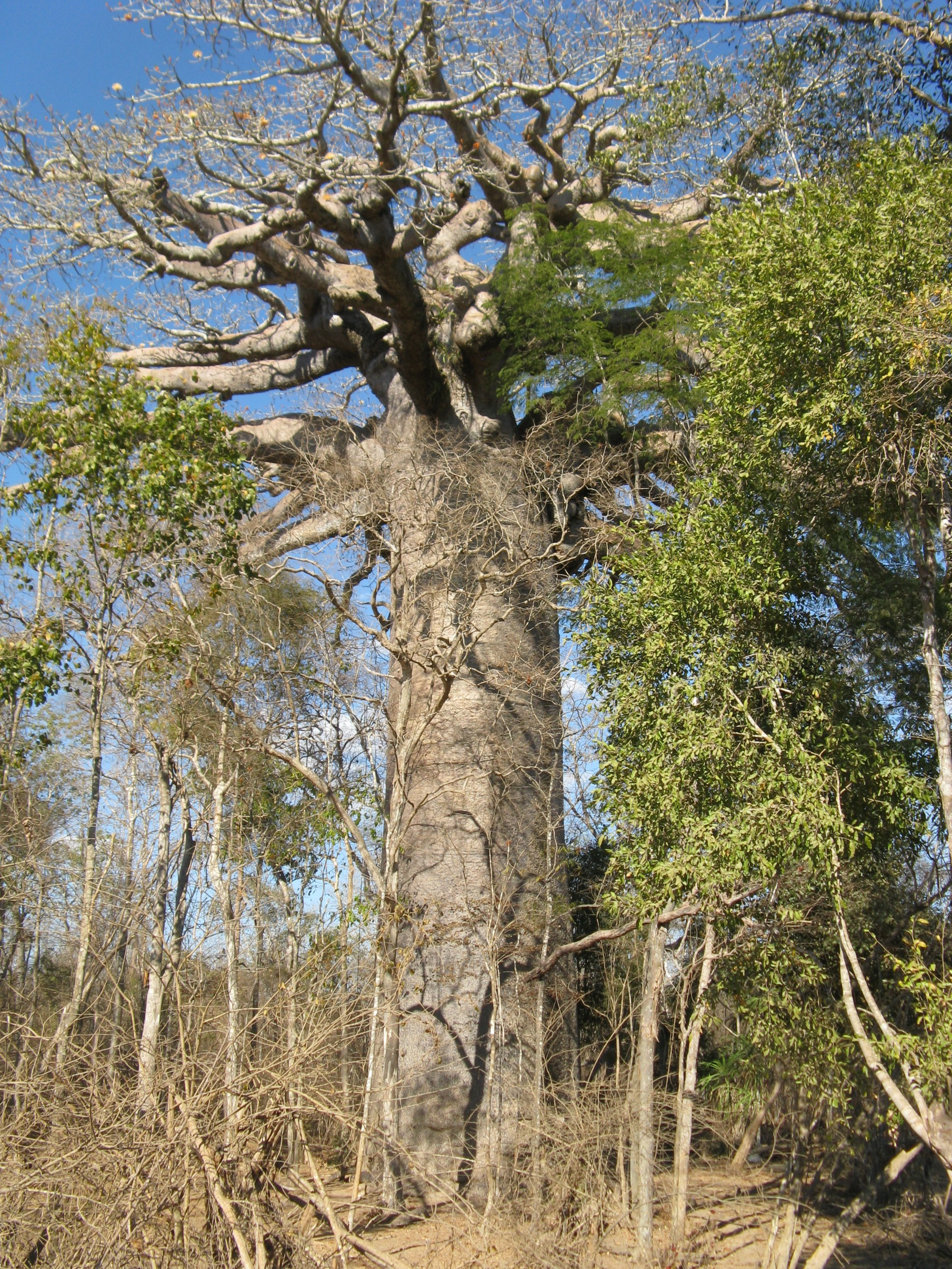 Madagascar