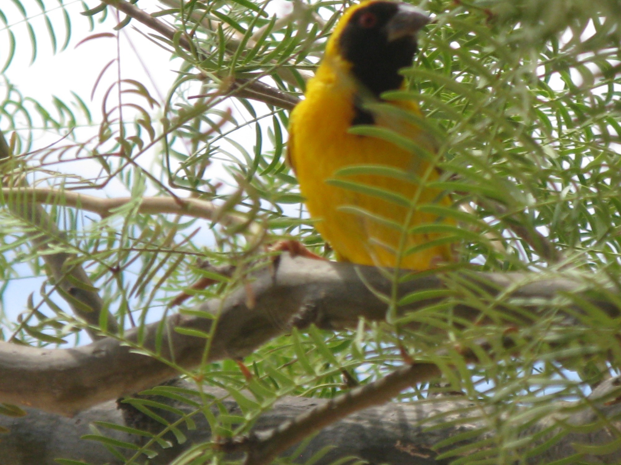 Namibia