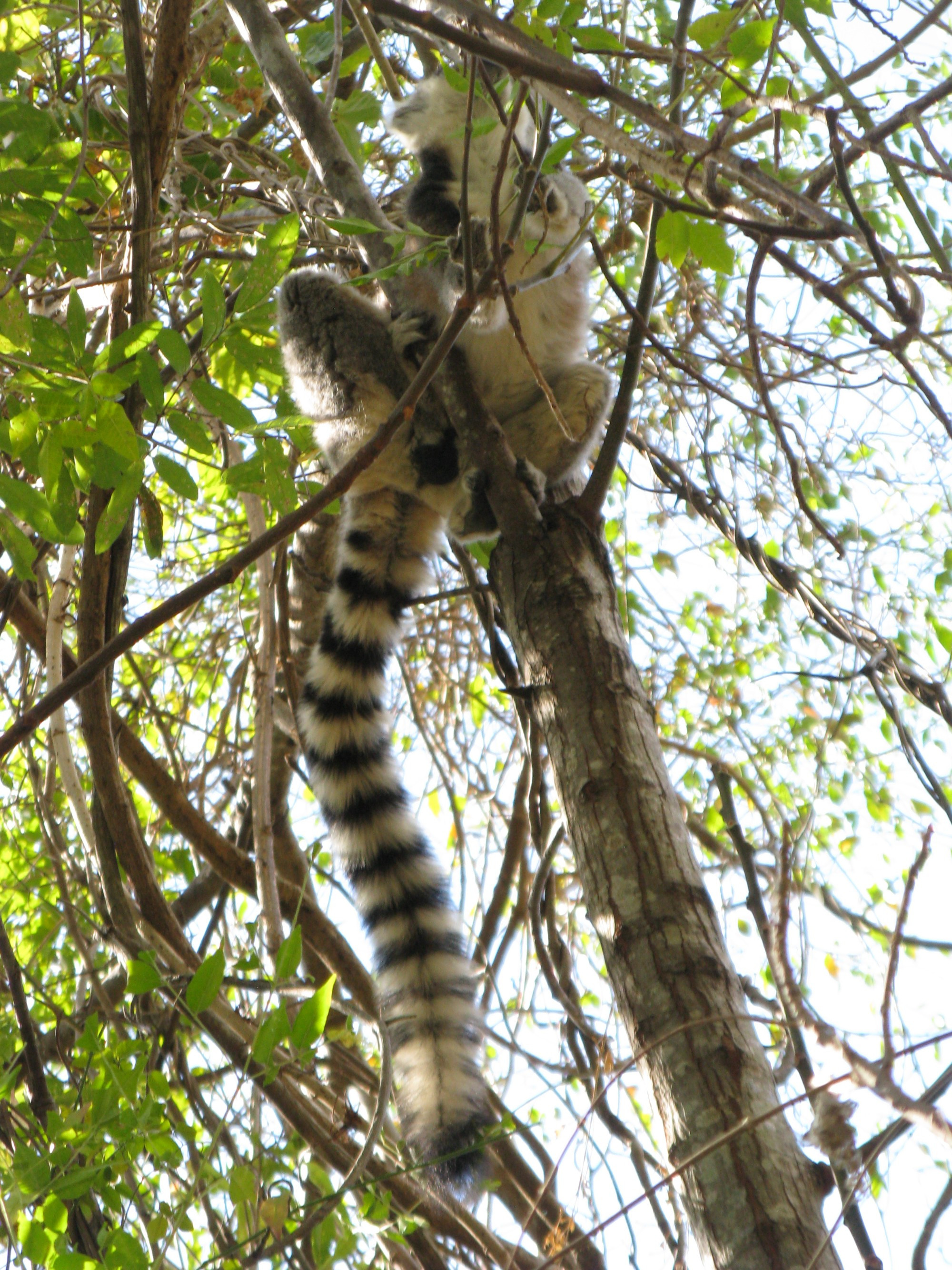 Madagascar