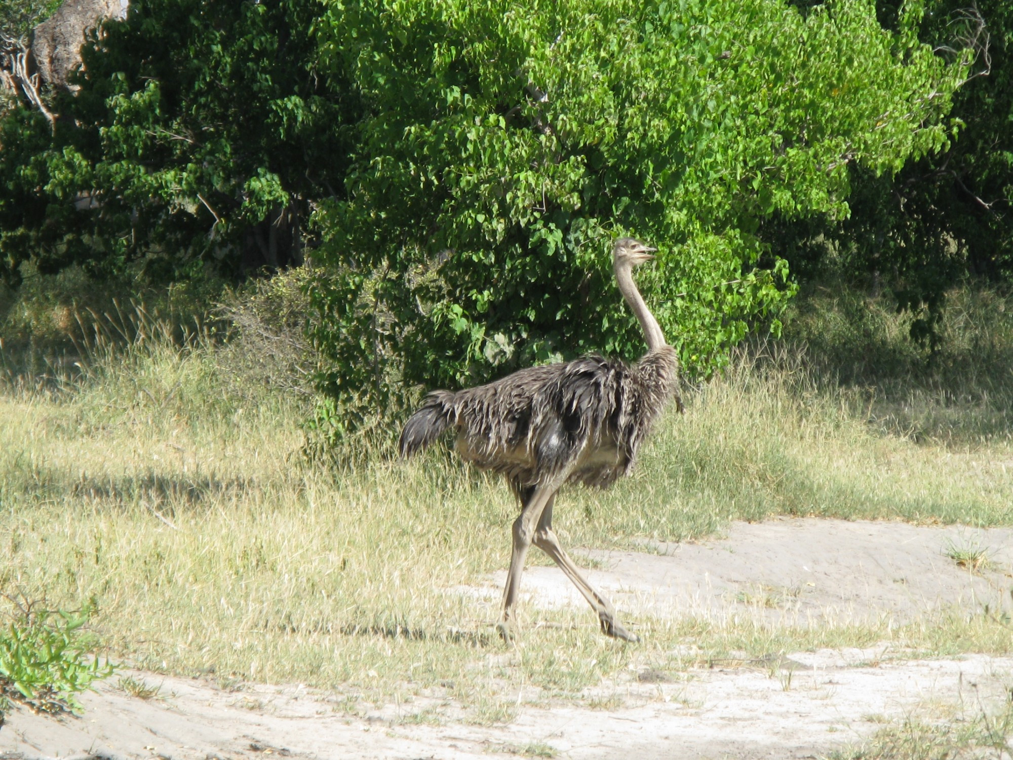 Botswana