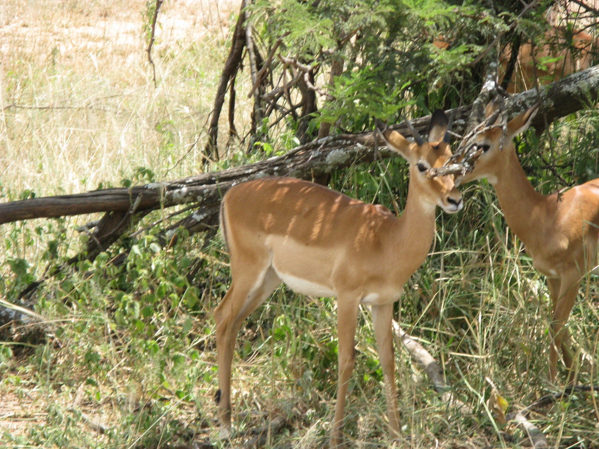 Tanzania