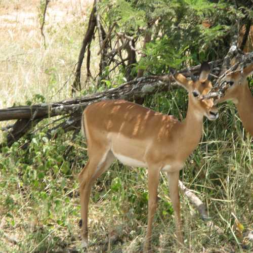 Tanzania