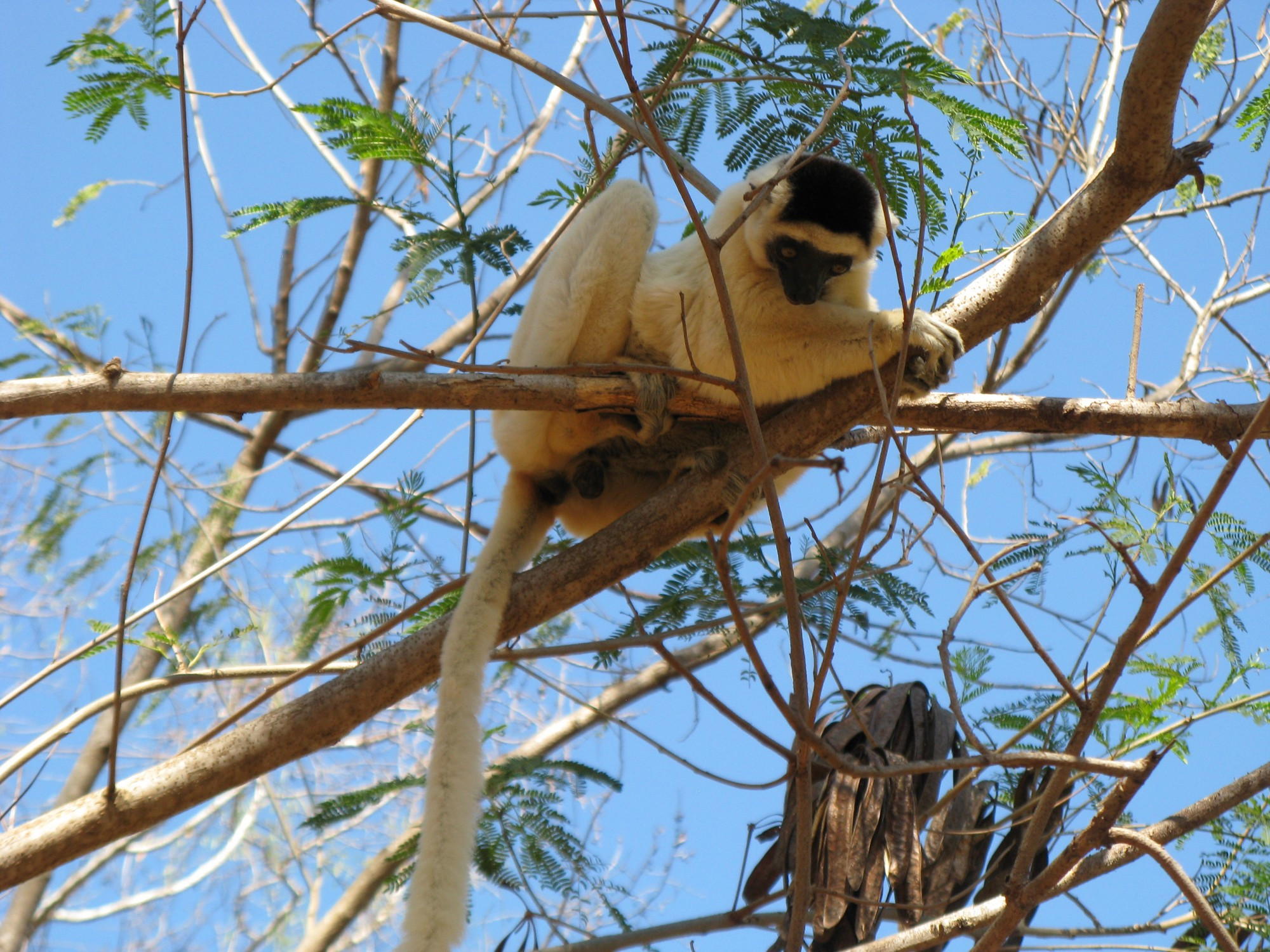 Madagascar