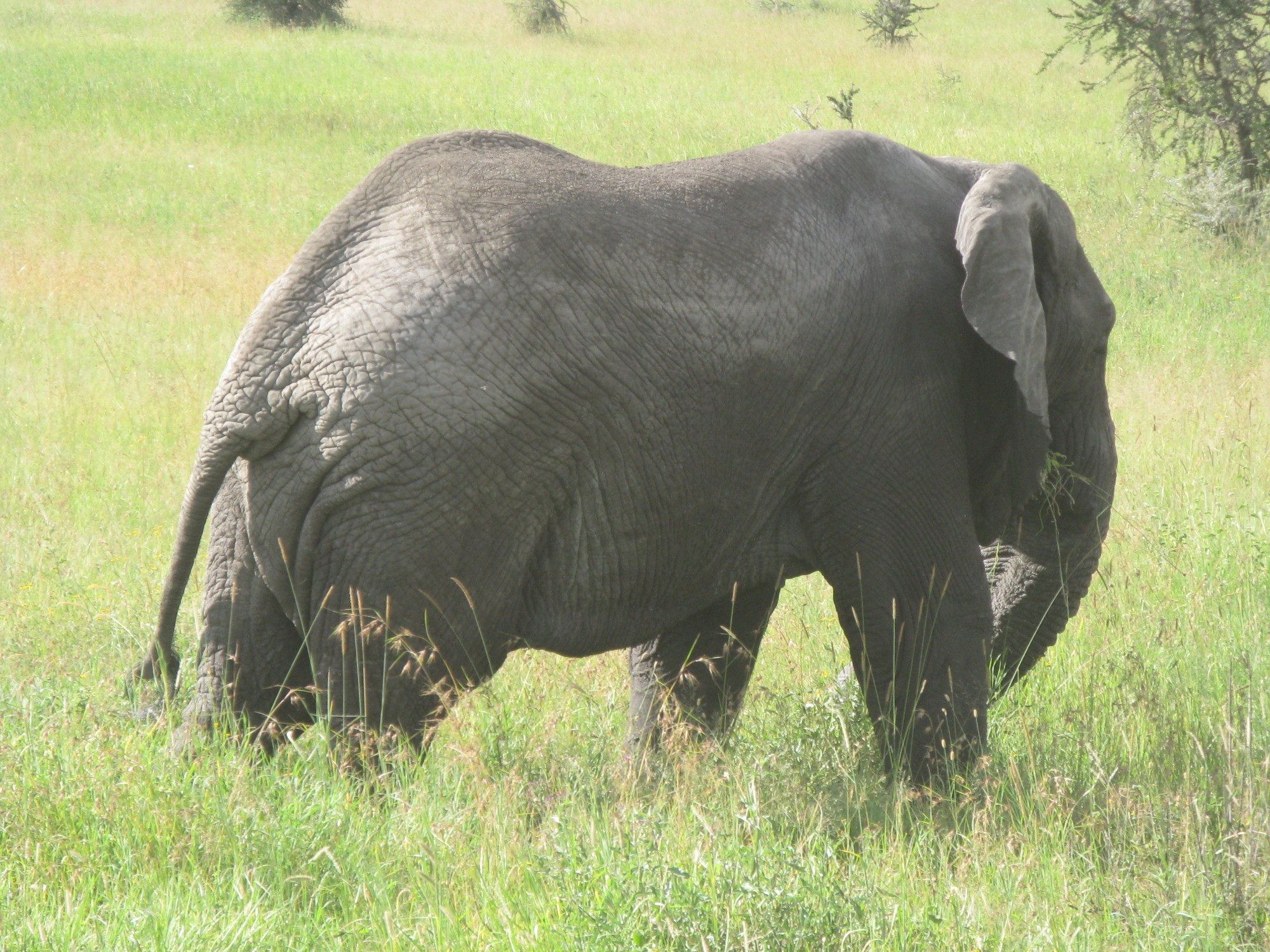 Tanzania