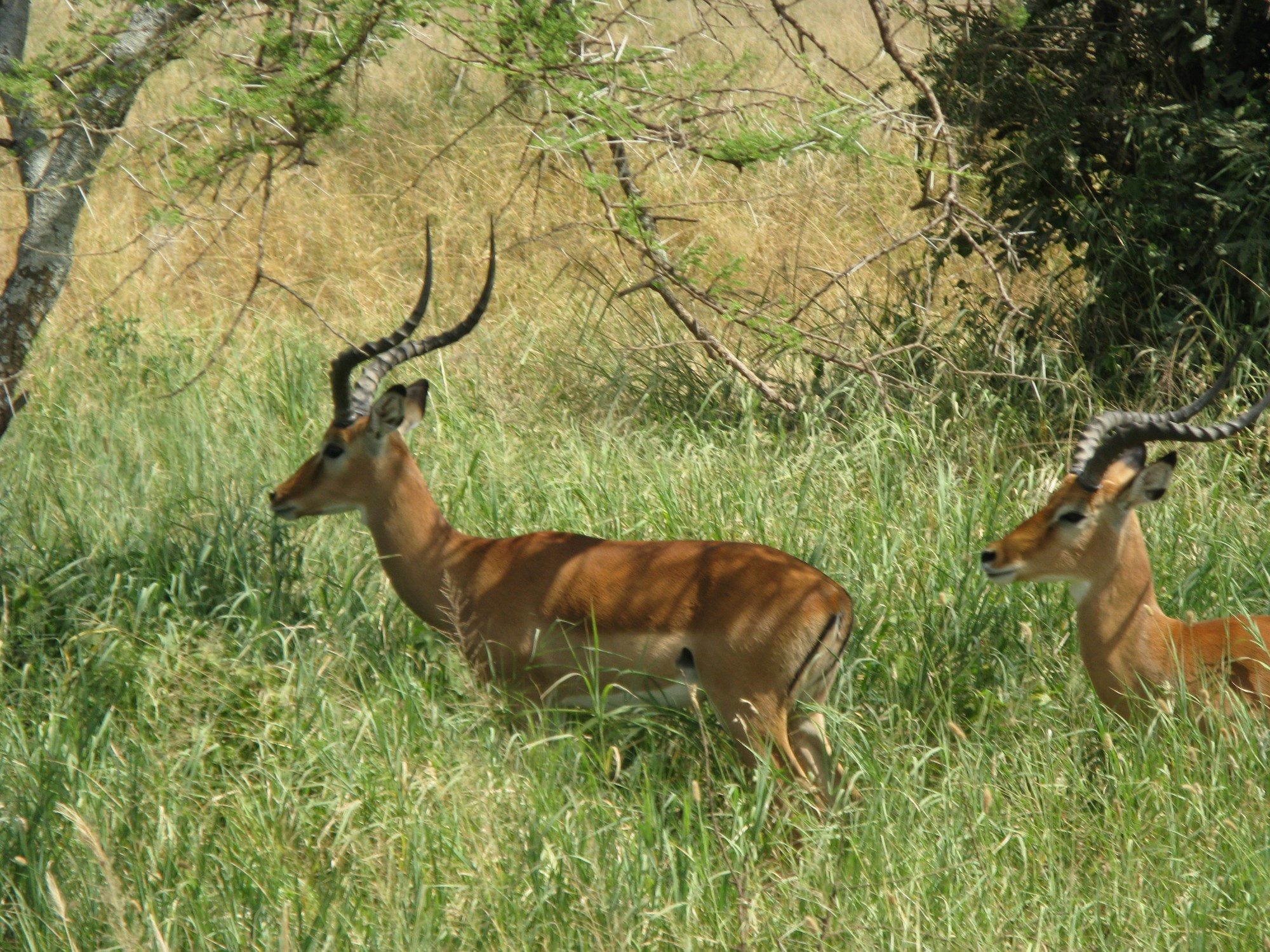 Tanzania