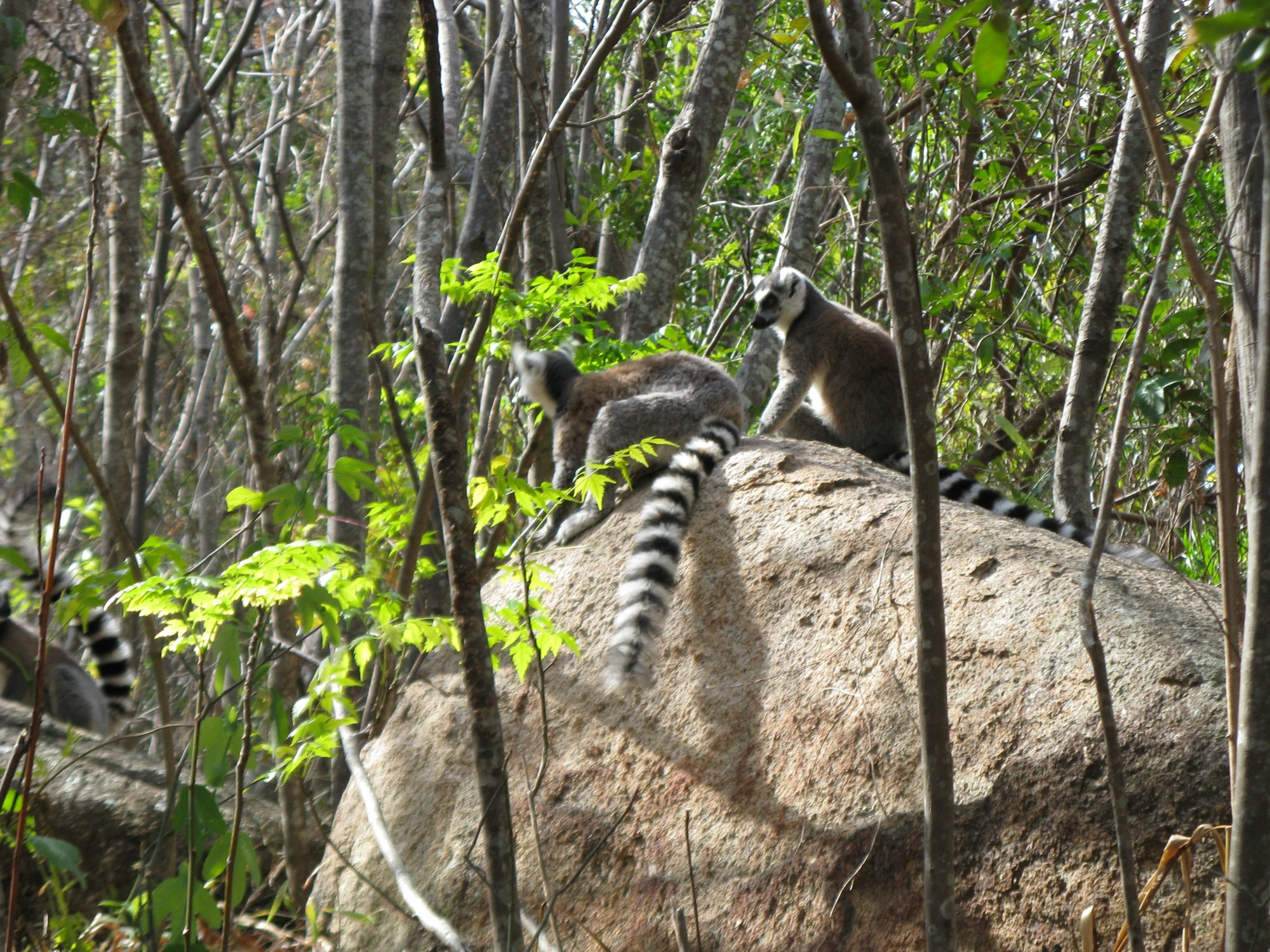 Madagascar