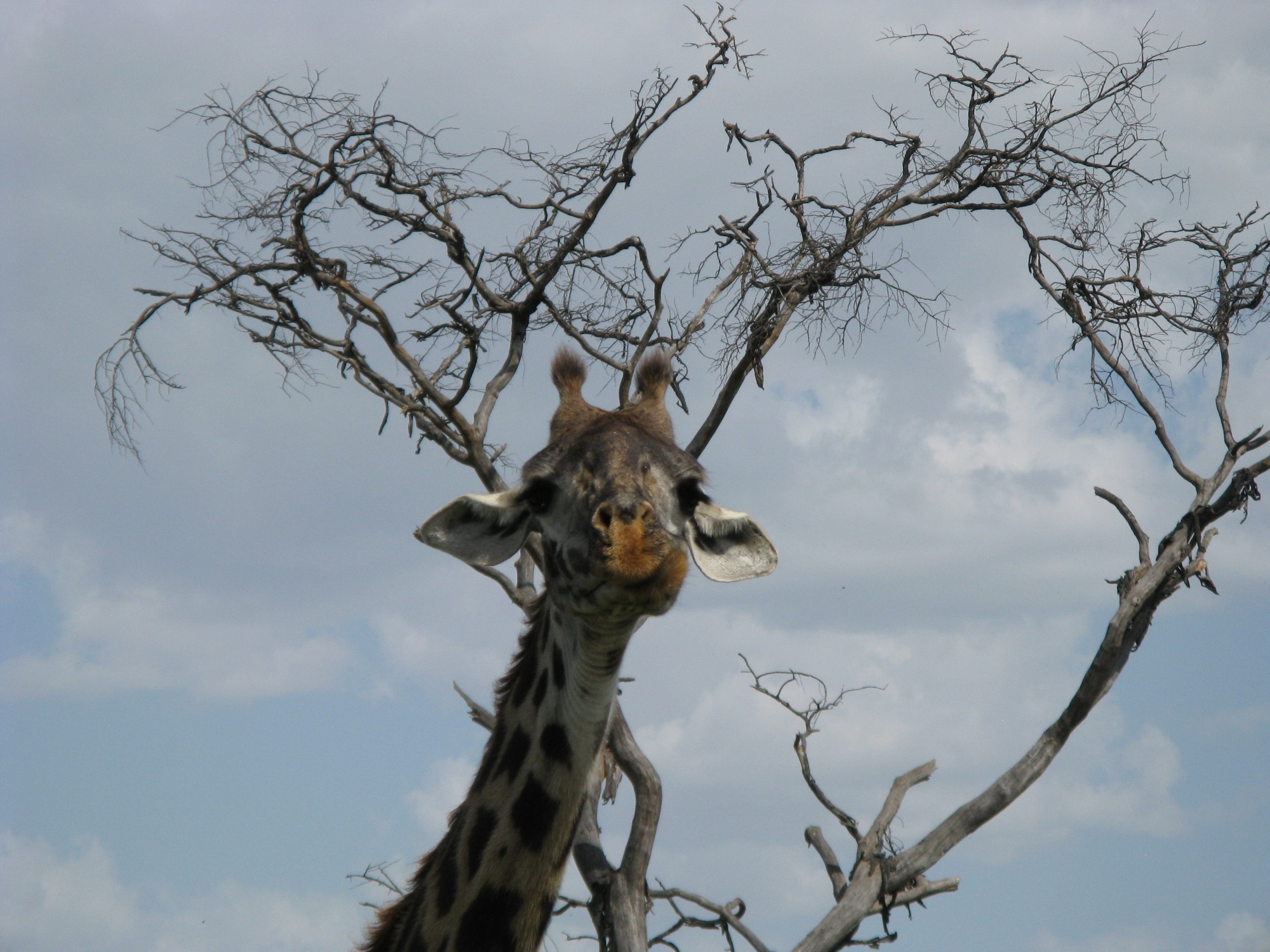 Tanzania