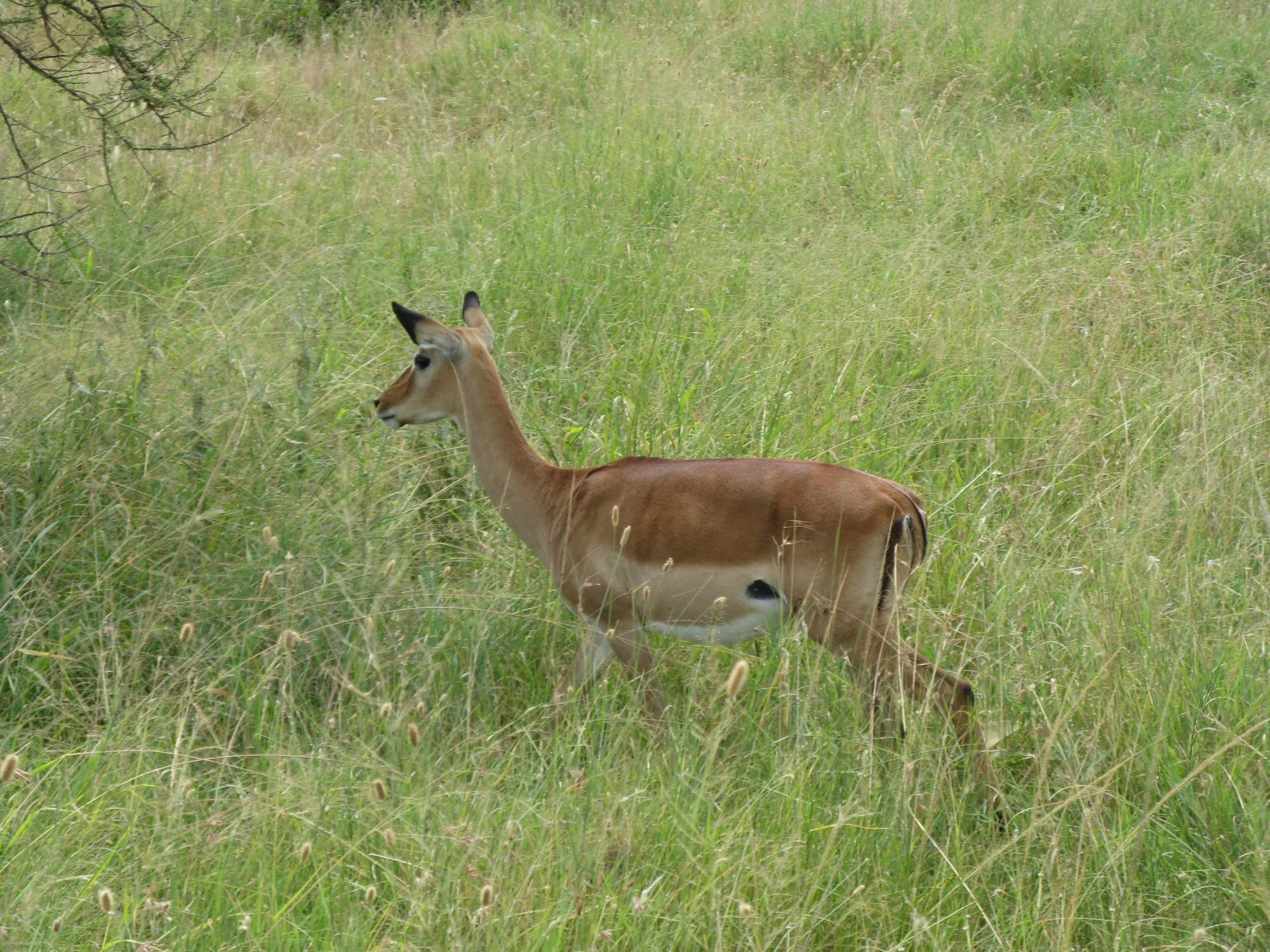 Tanzania