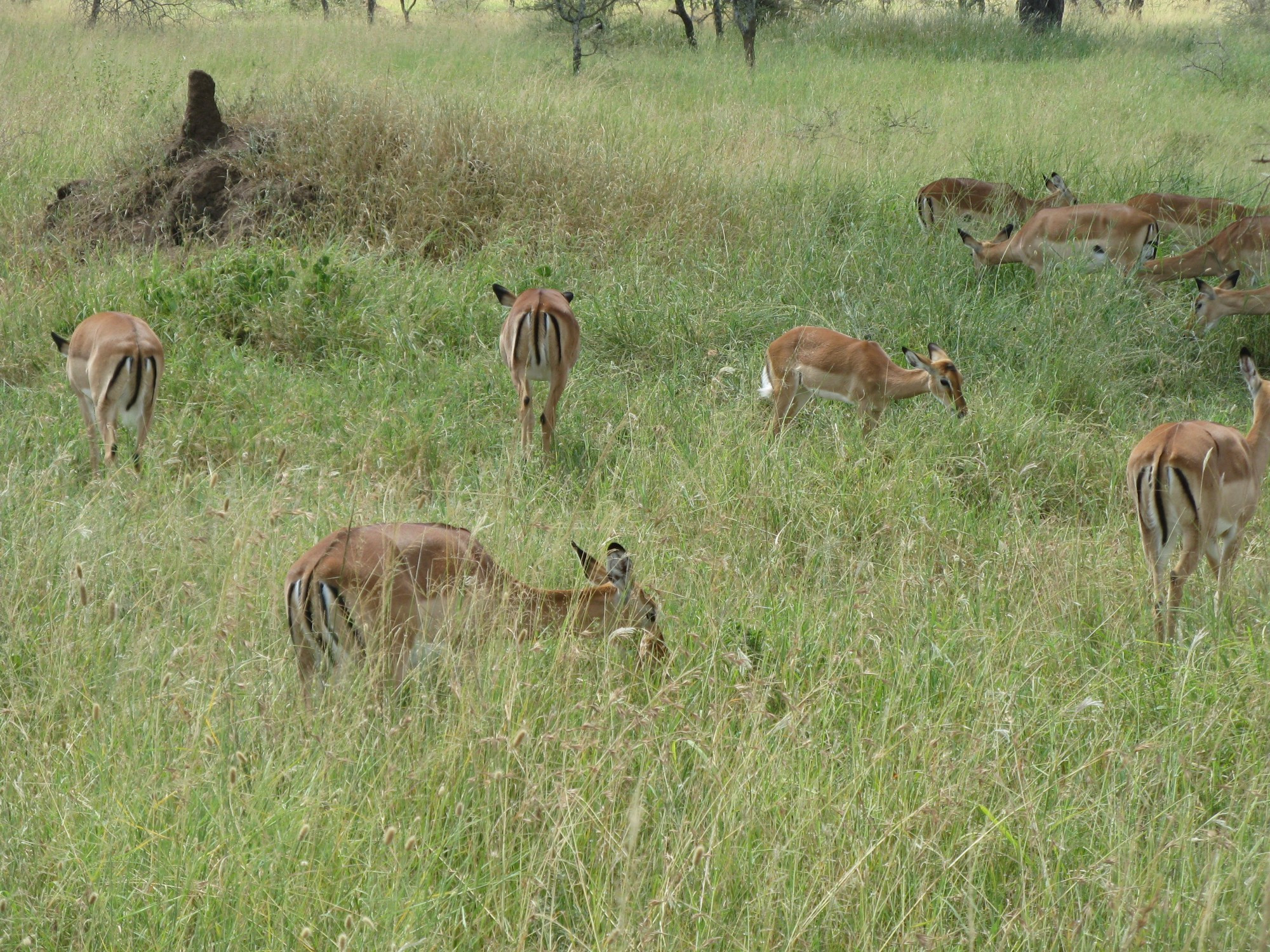 Tanzania