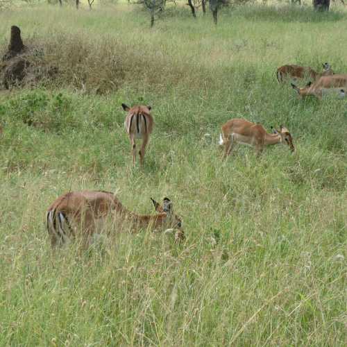 Tanzania