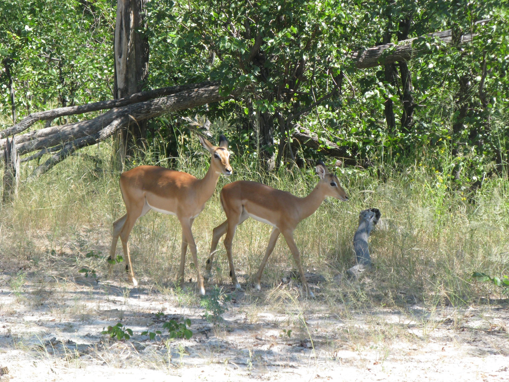 Botswana