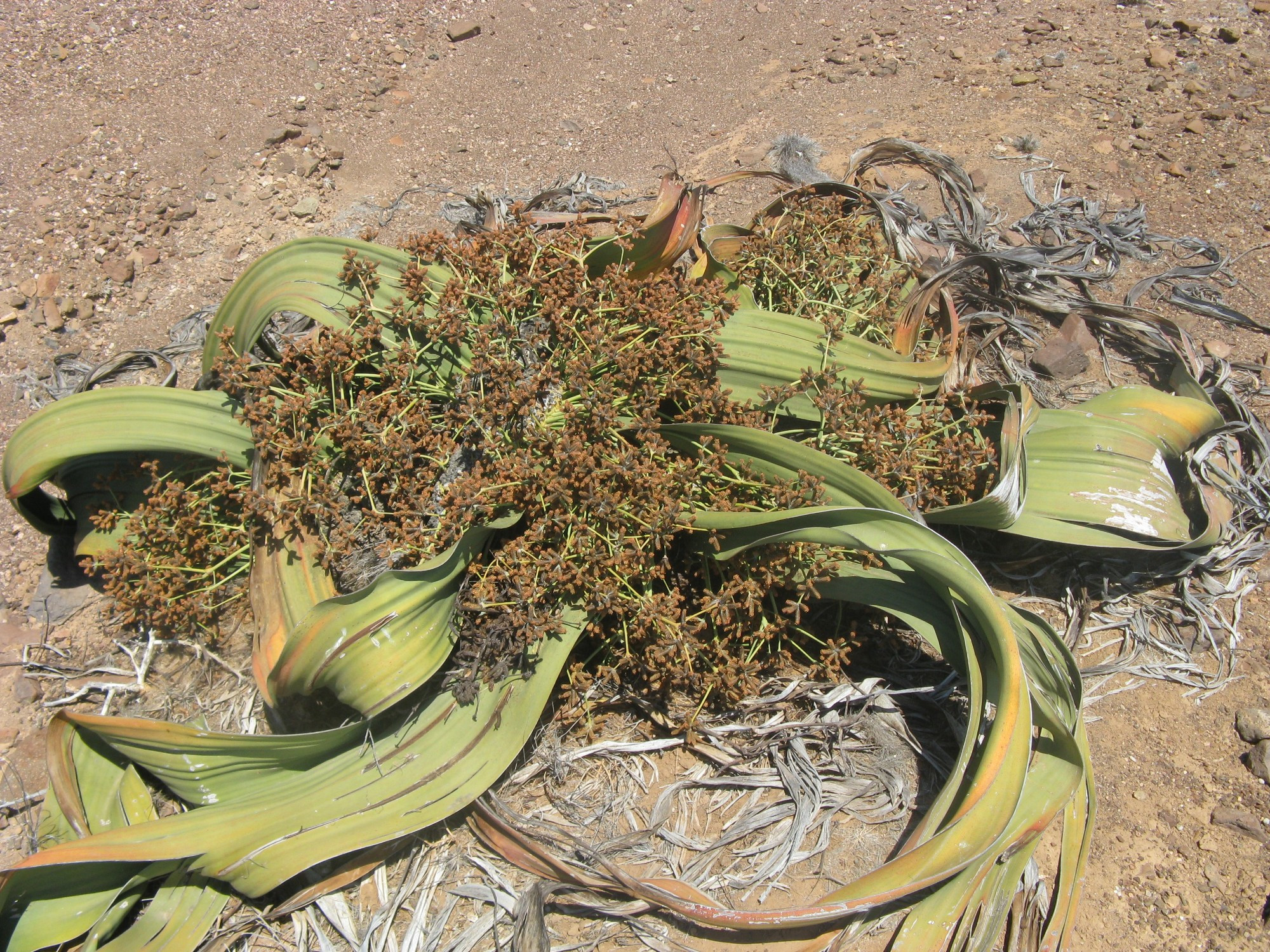 Namibia