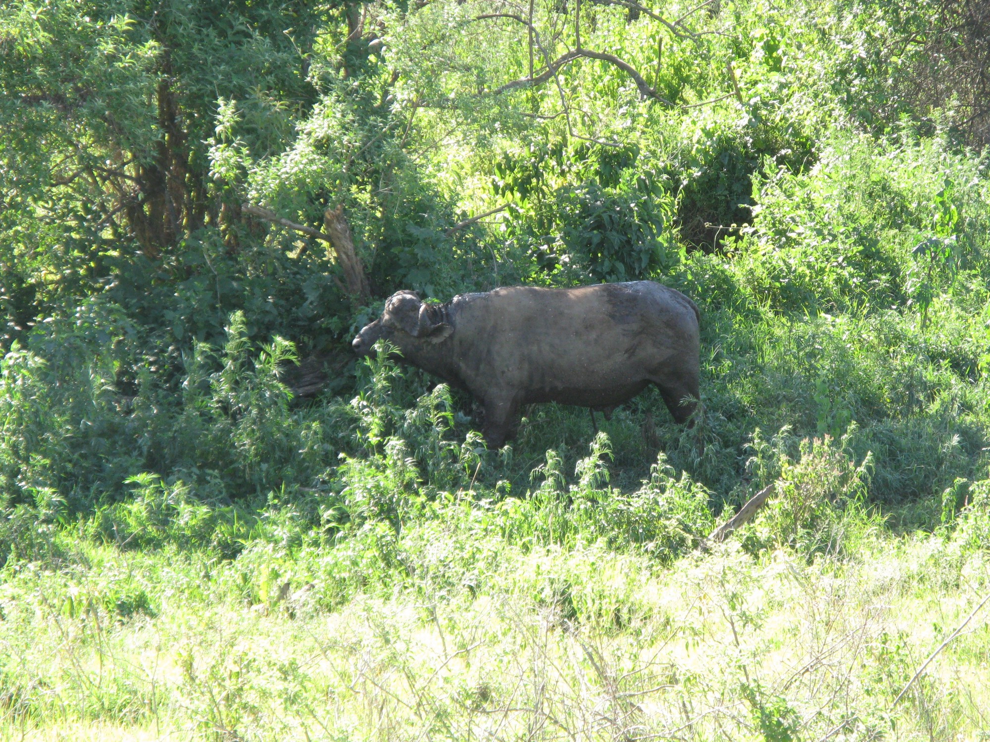 Tanzania