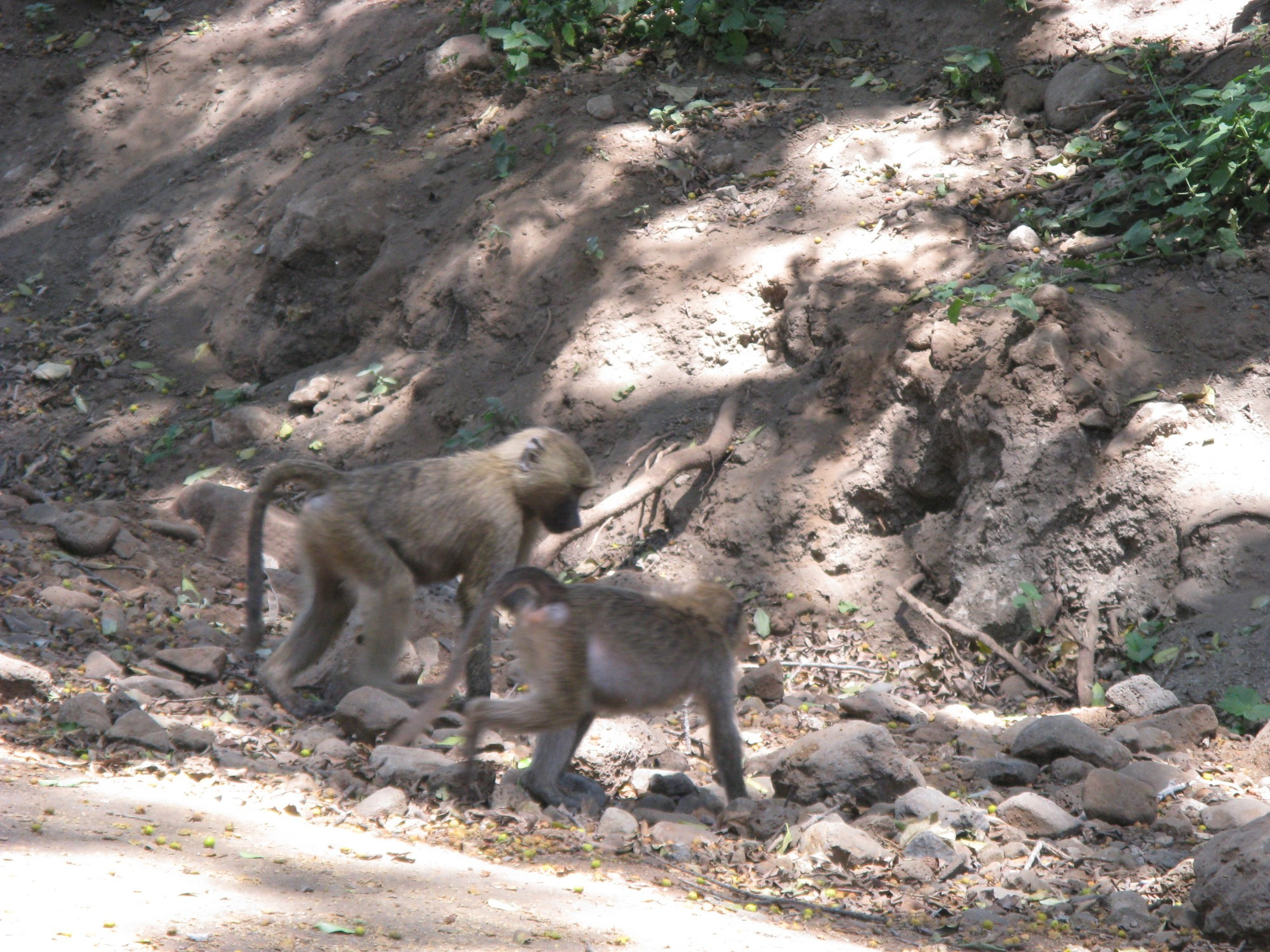 Tanzania