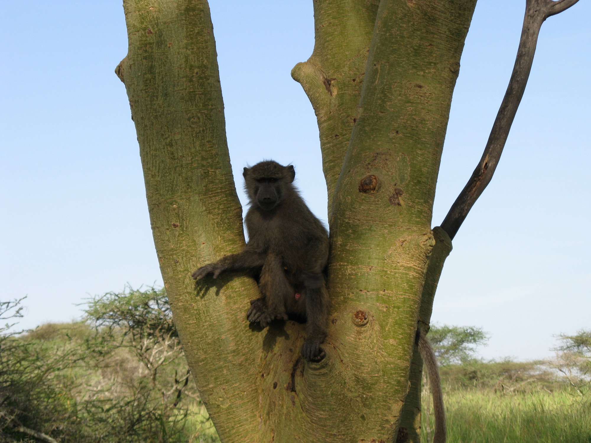 Tanzania