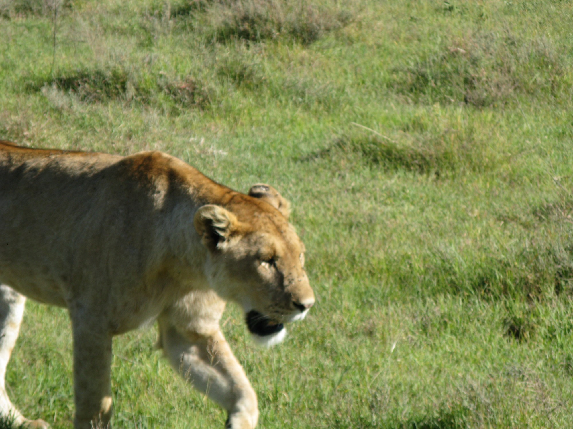 Tanzania