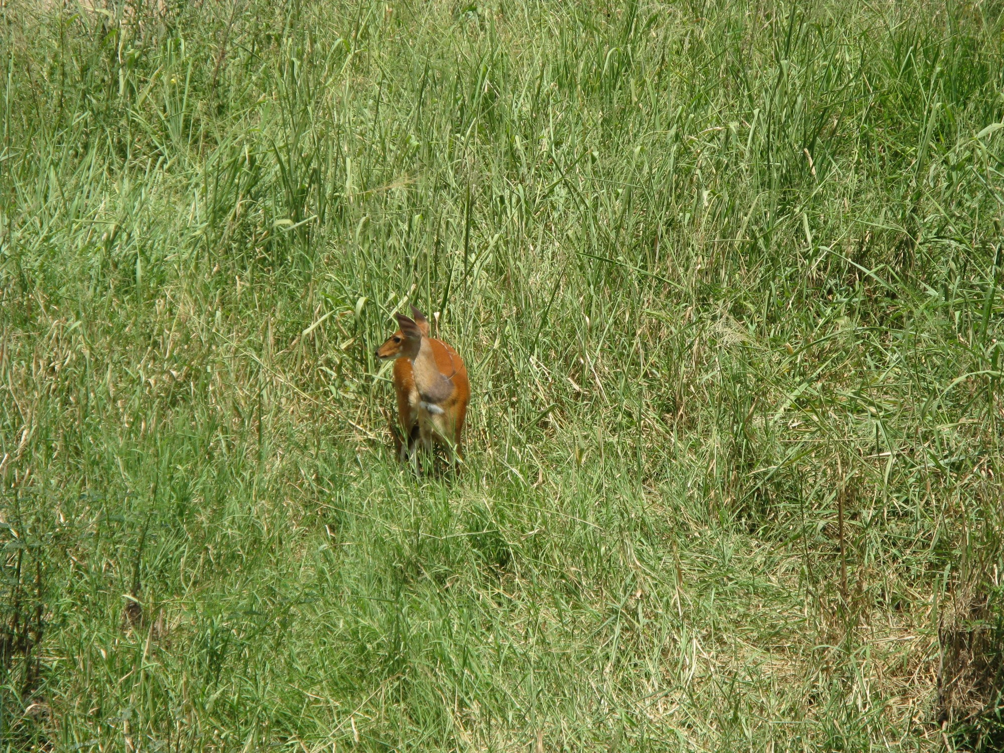 Tanzania