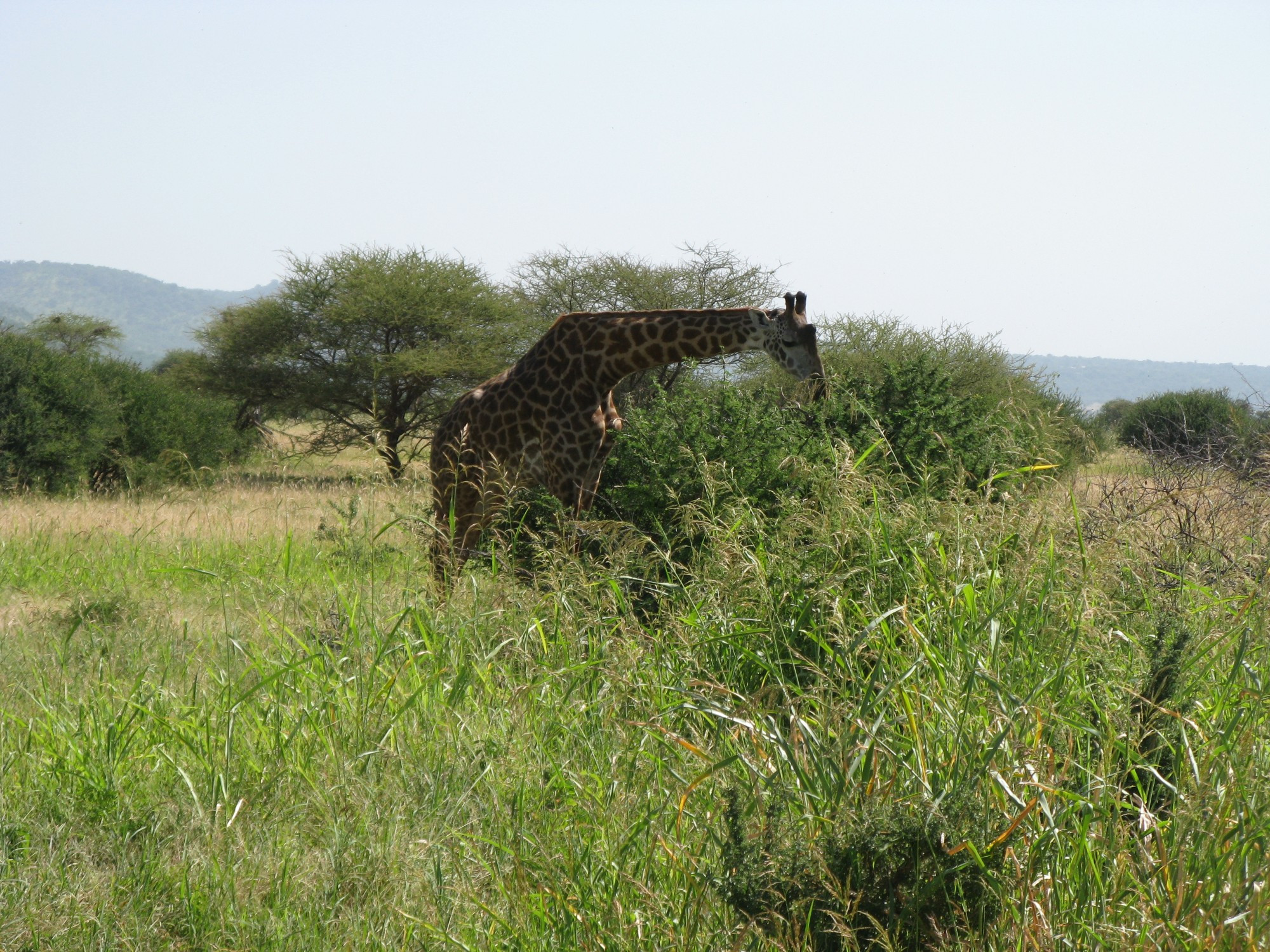 Tanzania