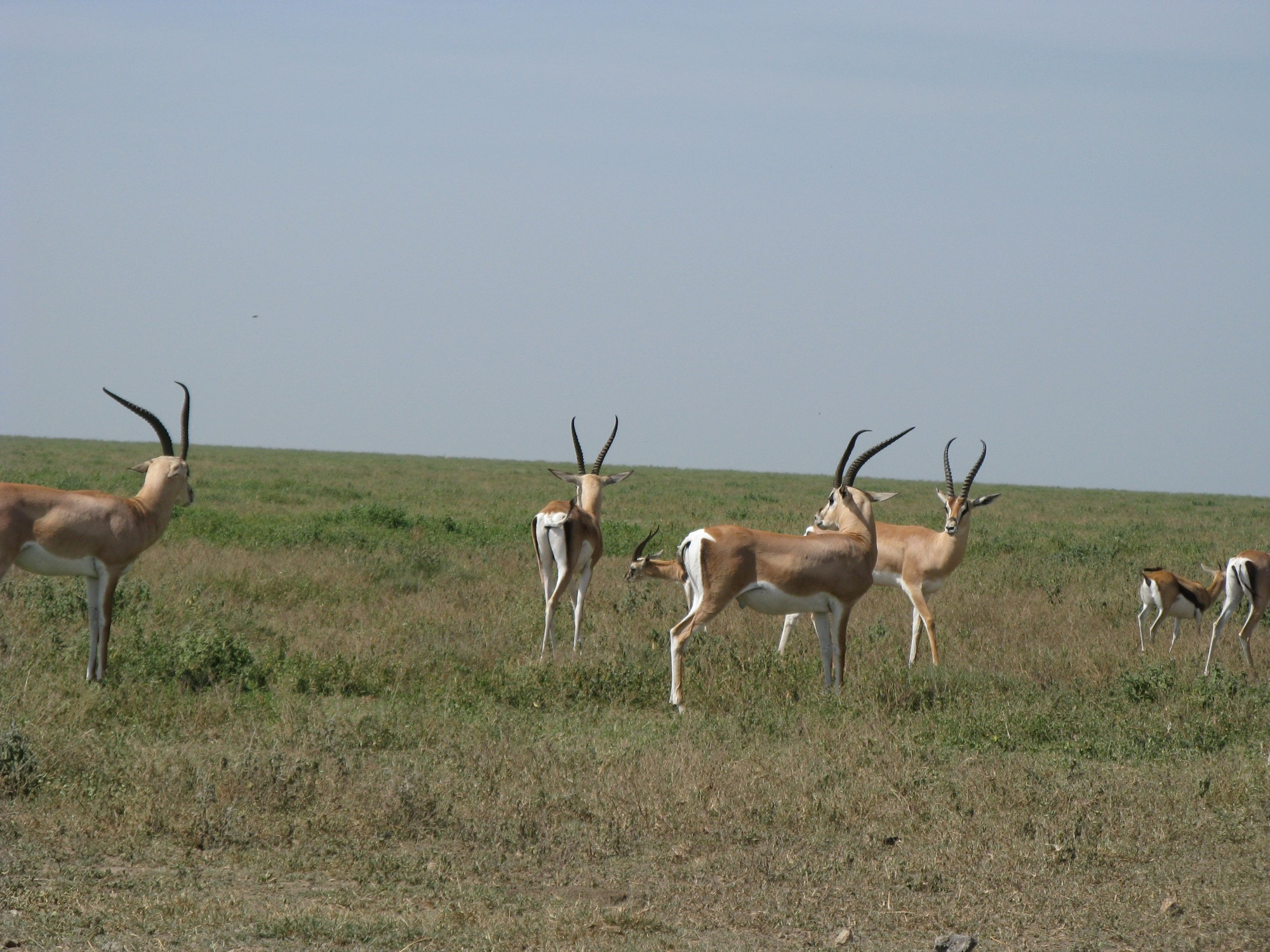 Tanzania