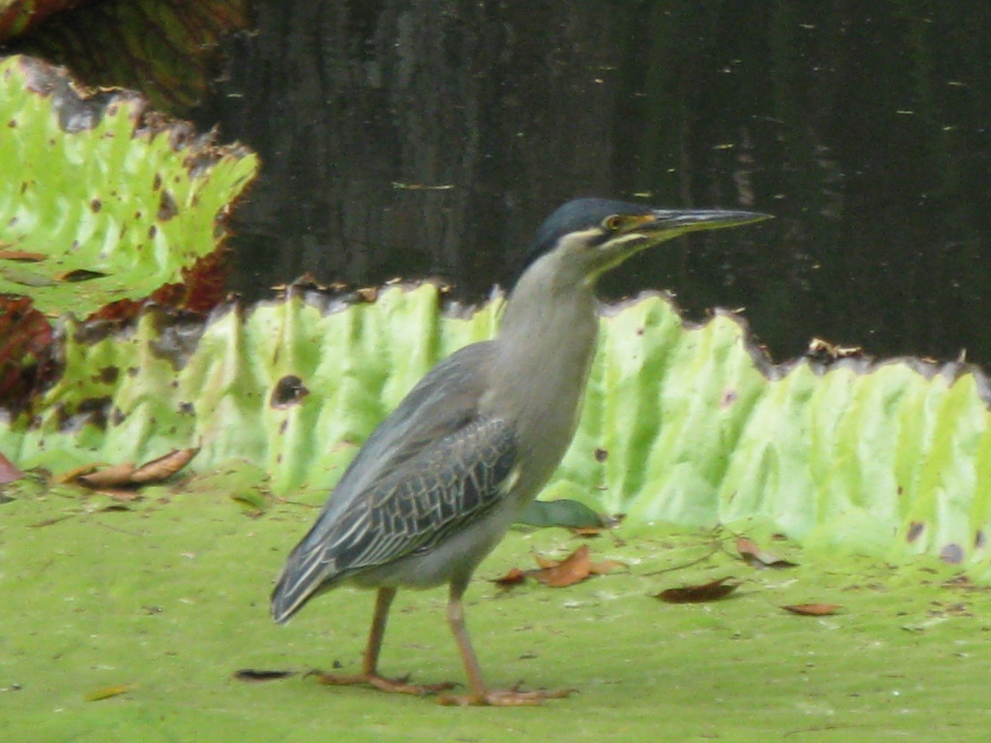 Mauritius