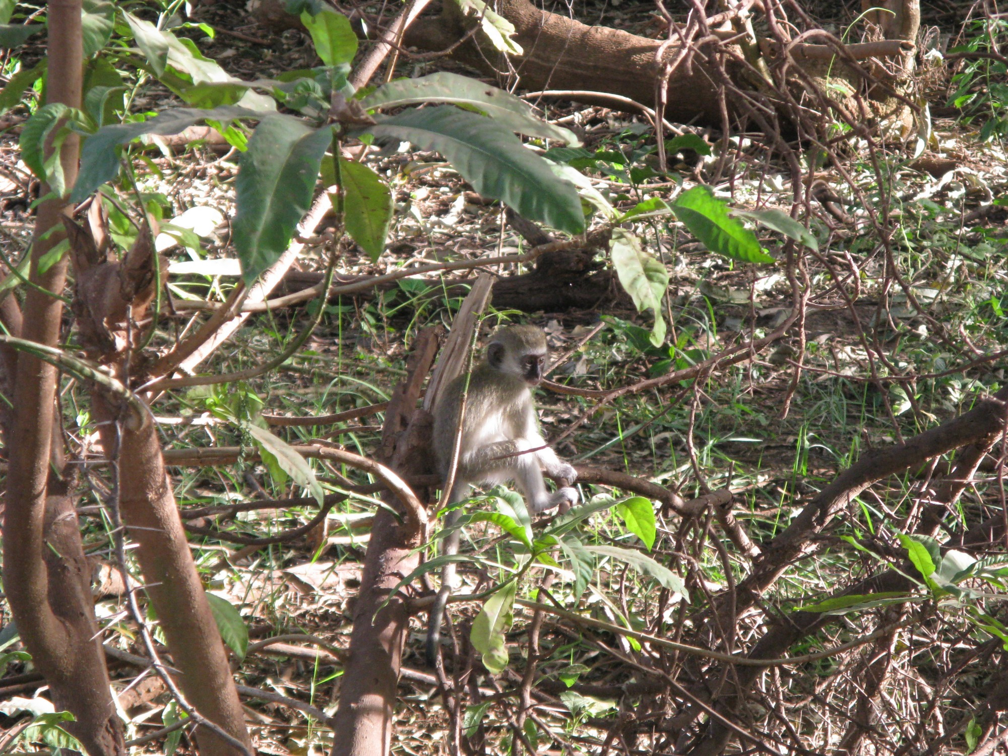 Tanzania