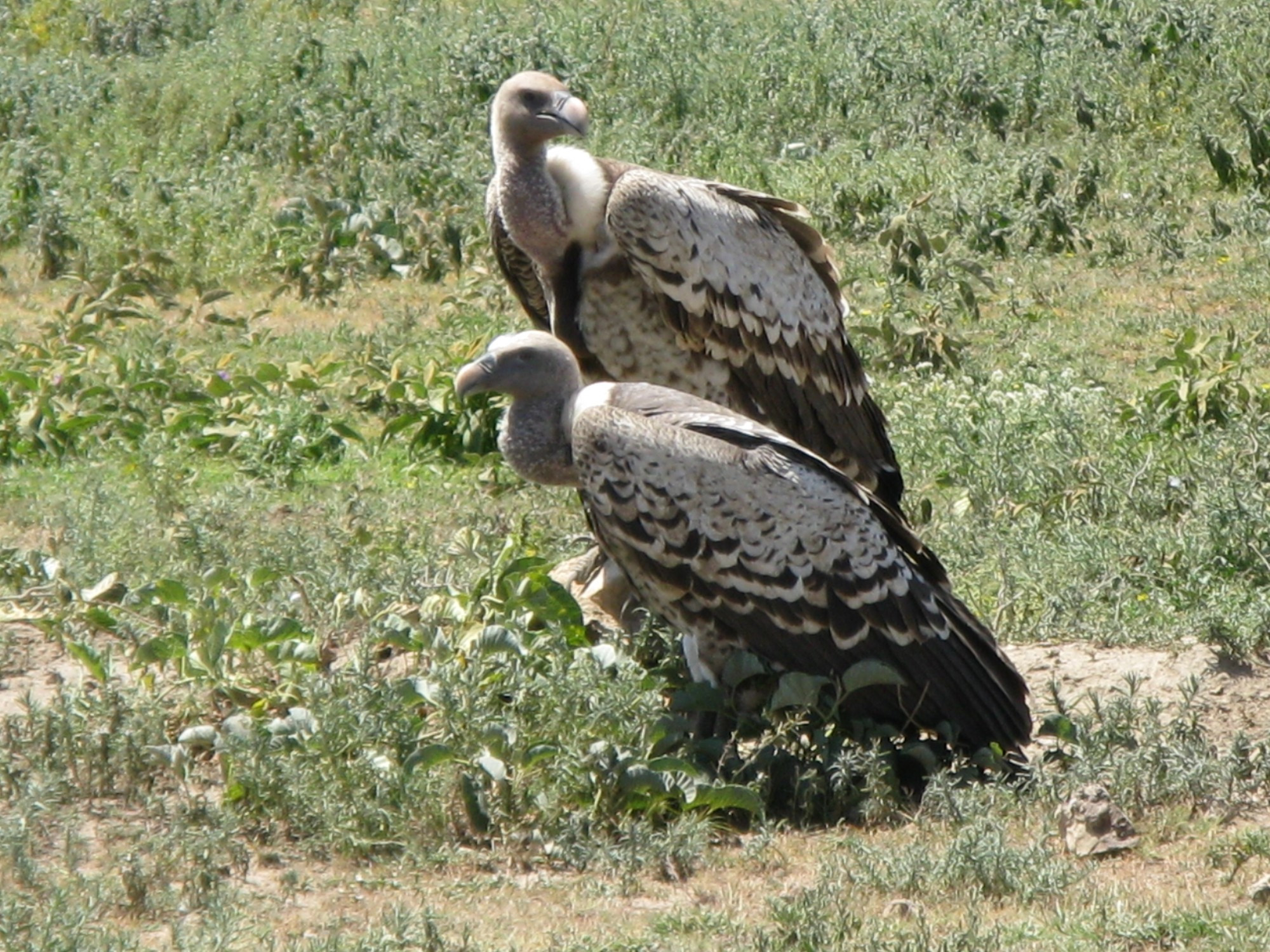 Tanzania