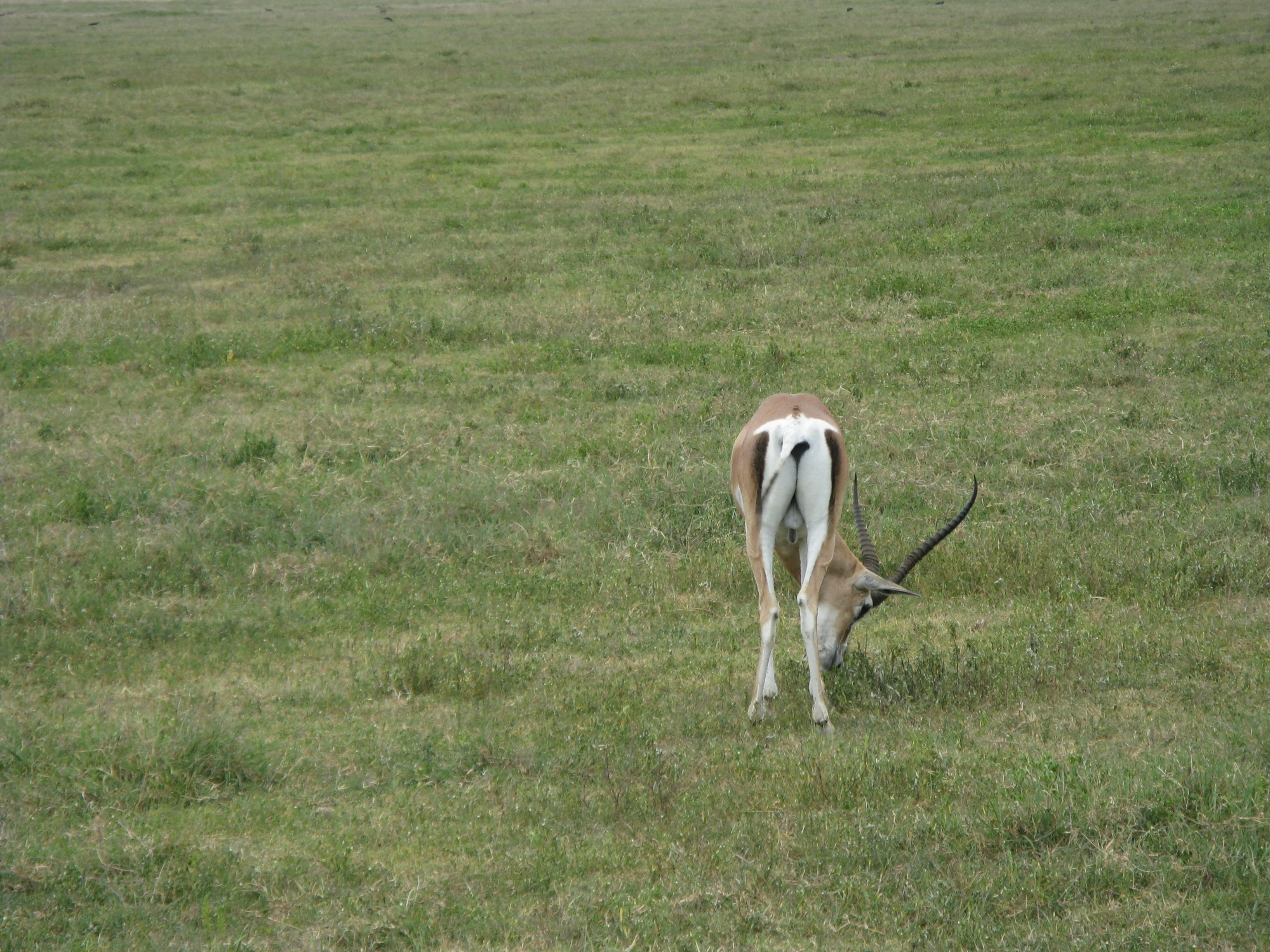 Tanzania