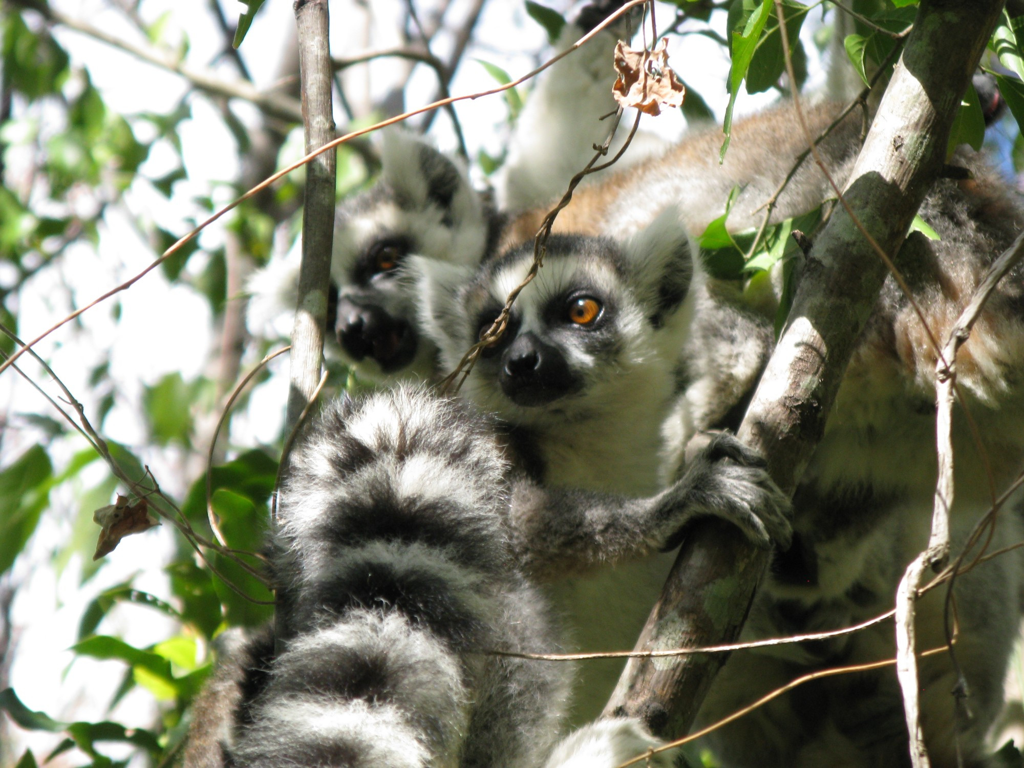 Madagascar