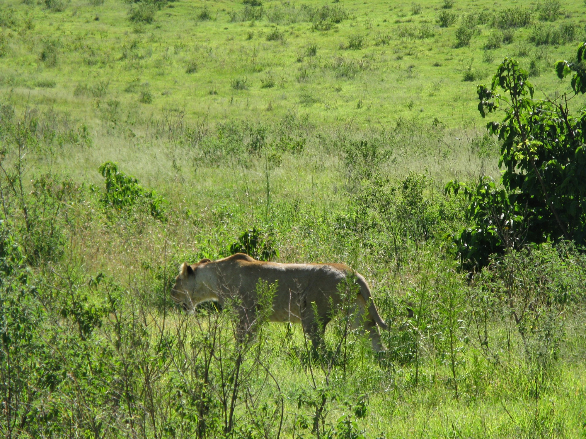 Tanzania