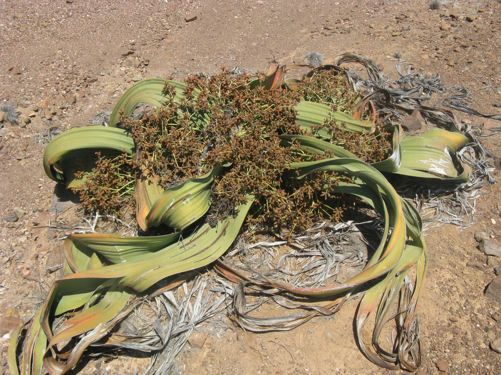 Namibia