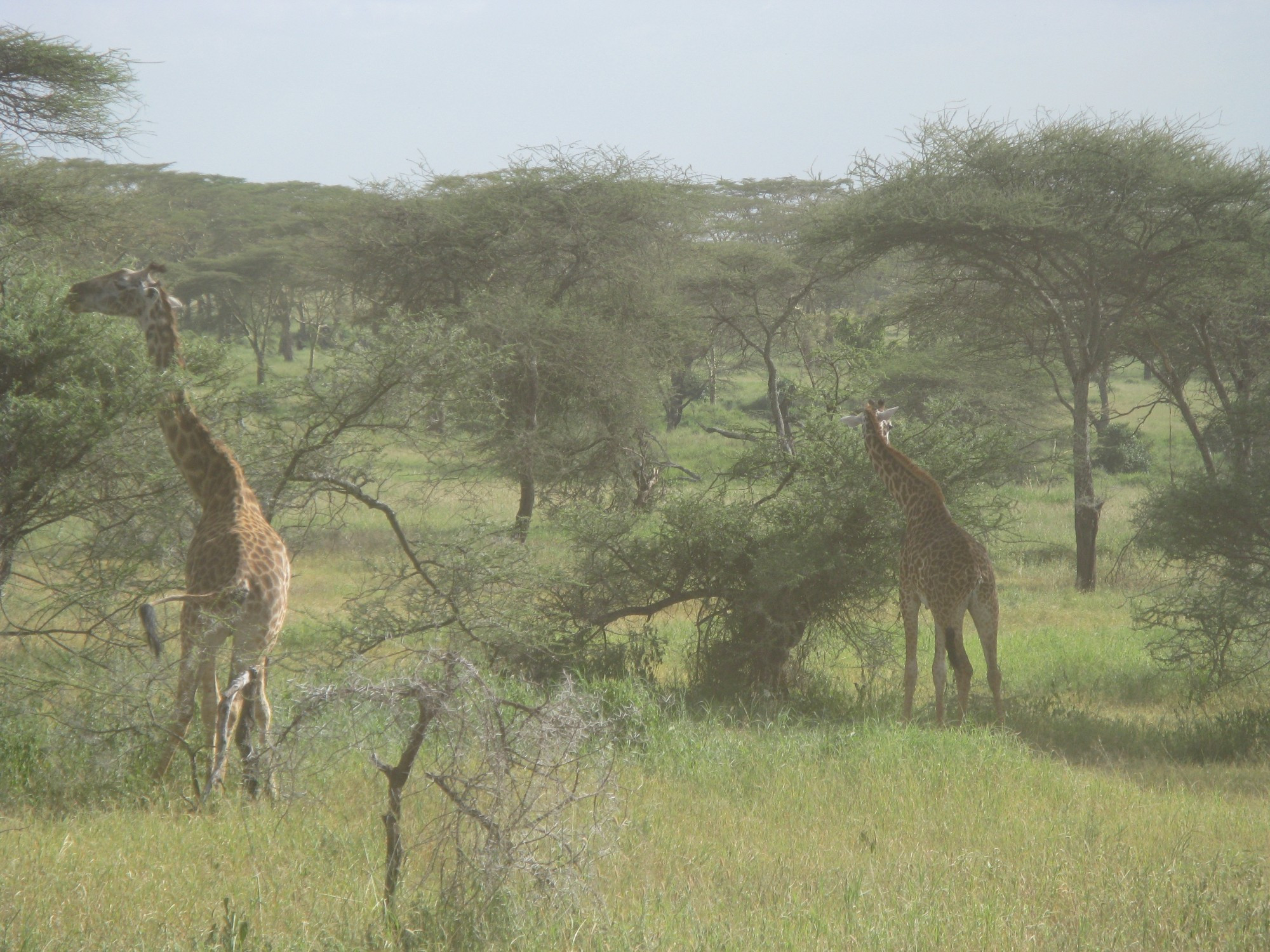 Tanzania