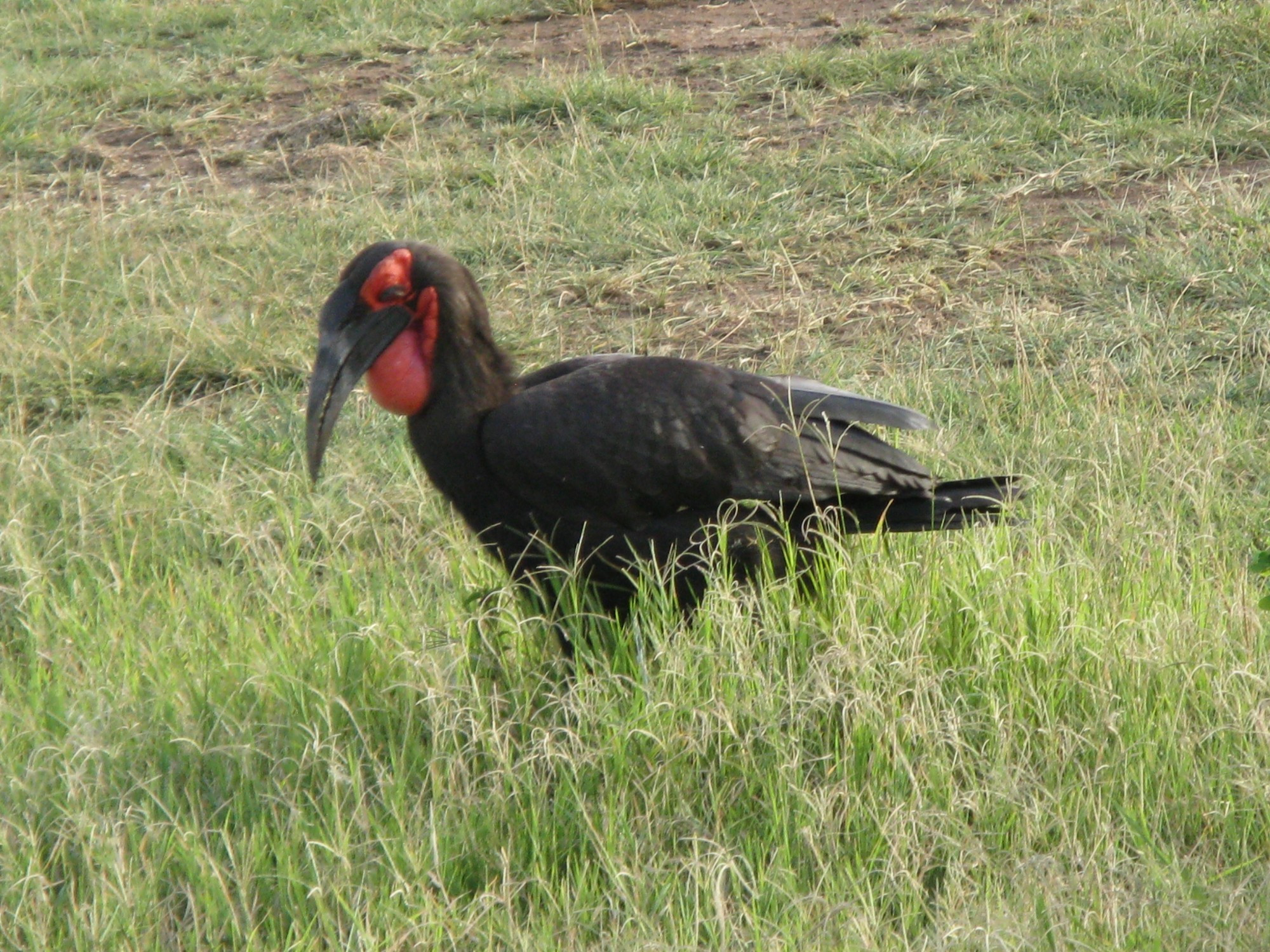 Tanzania