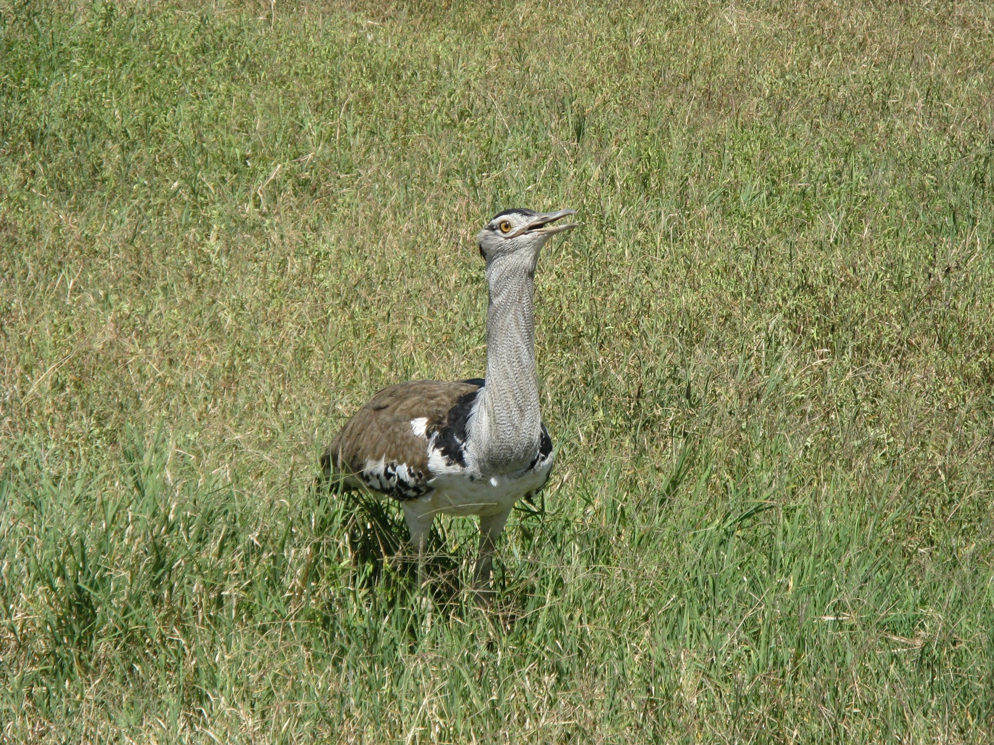 Tanzania