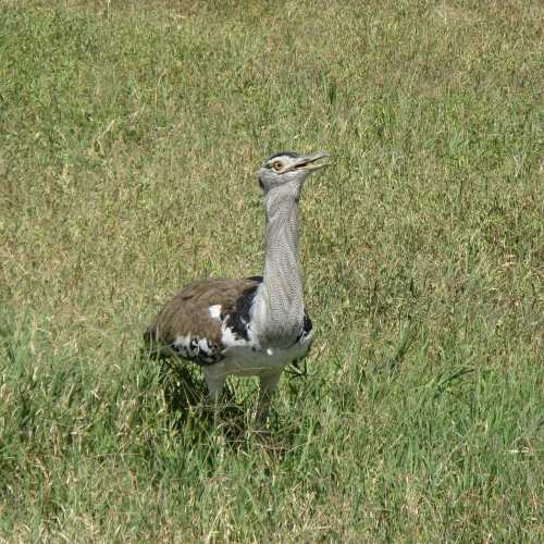 Tanzania