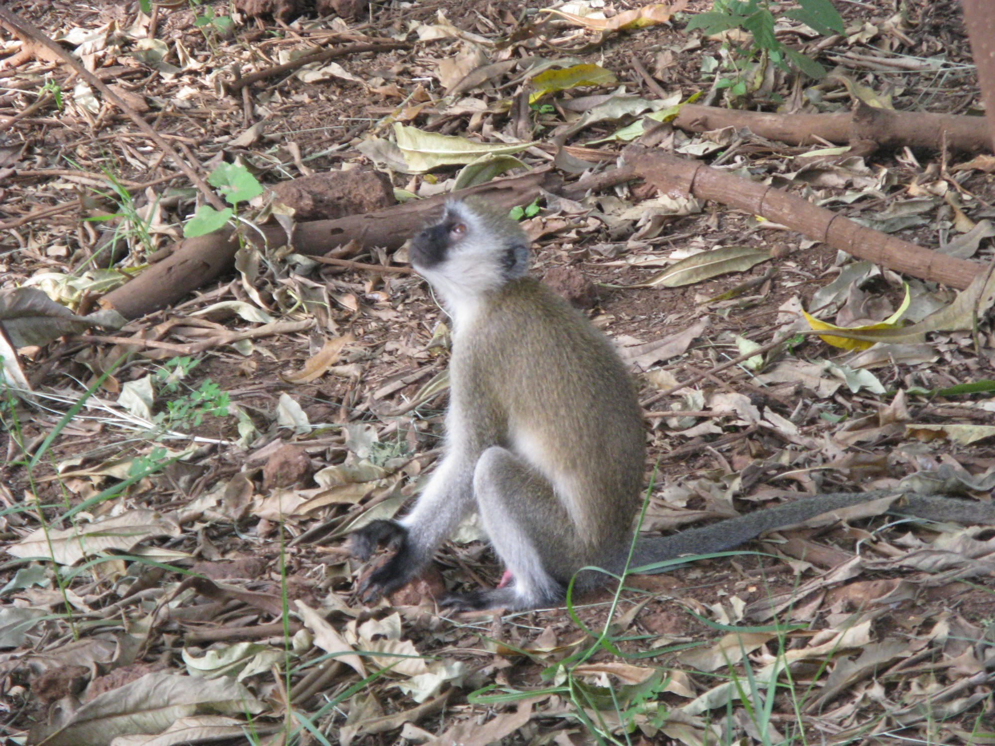 Tanzania