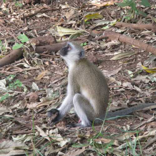 Tanzania