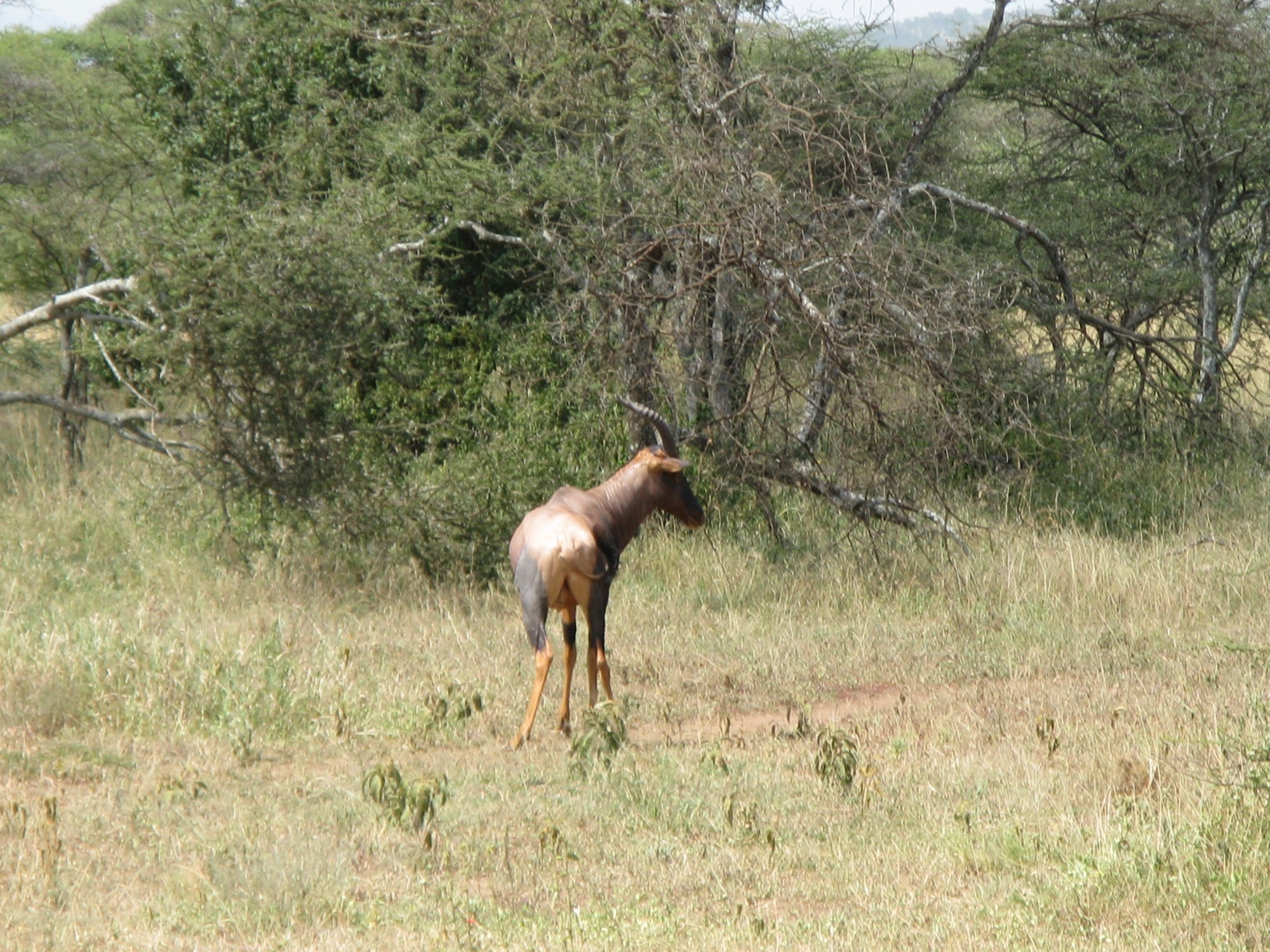 Tanzania