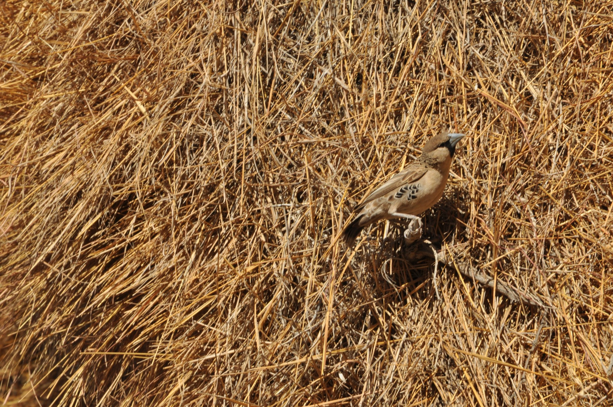 Namibia