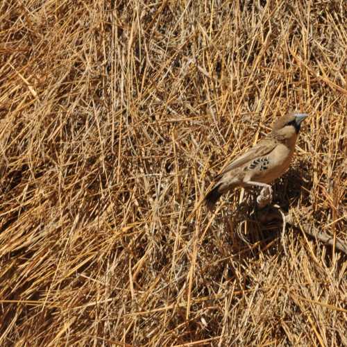 Namibia