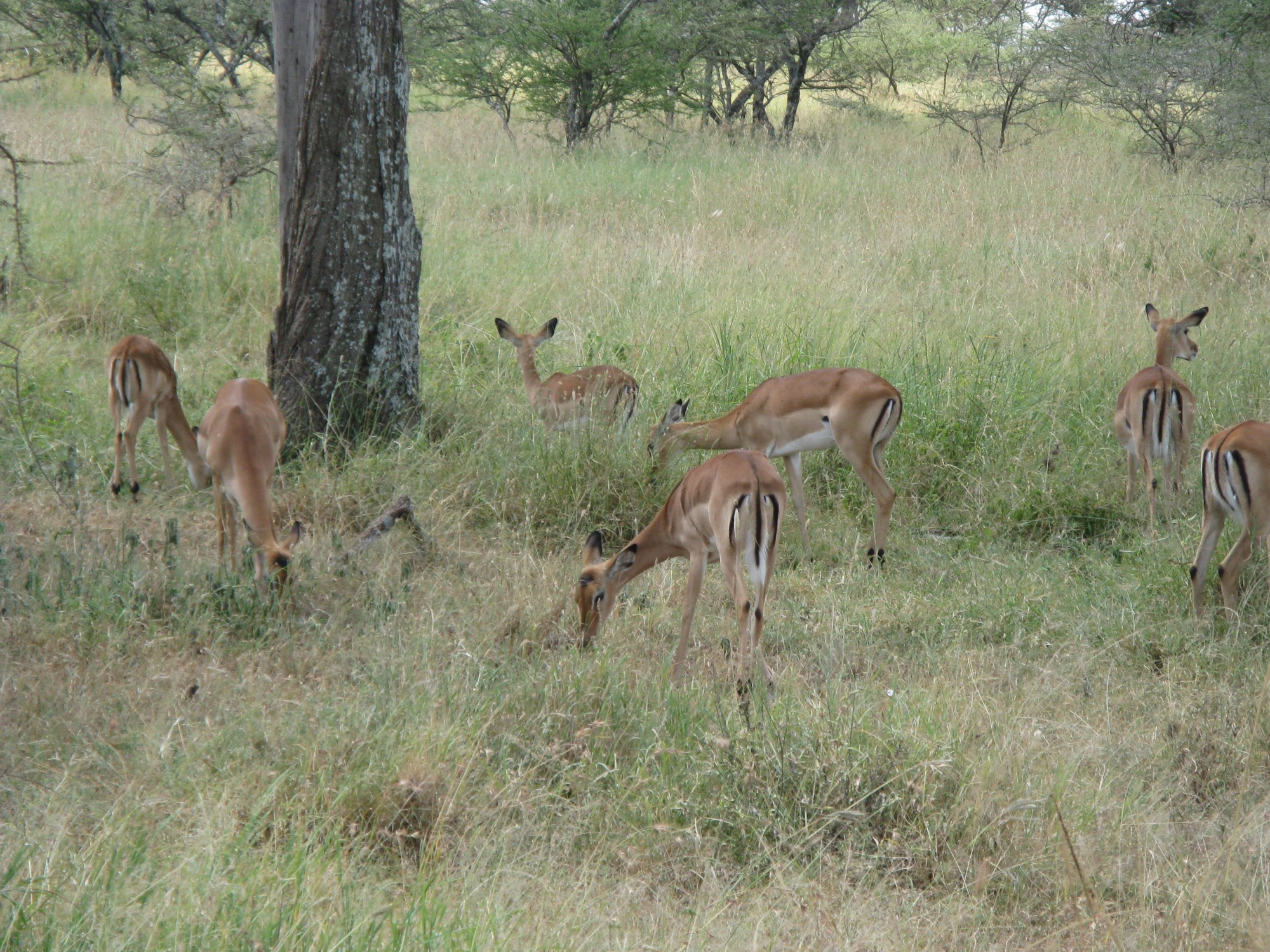 Tanzania