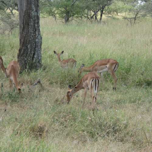 Tanzania