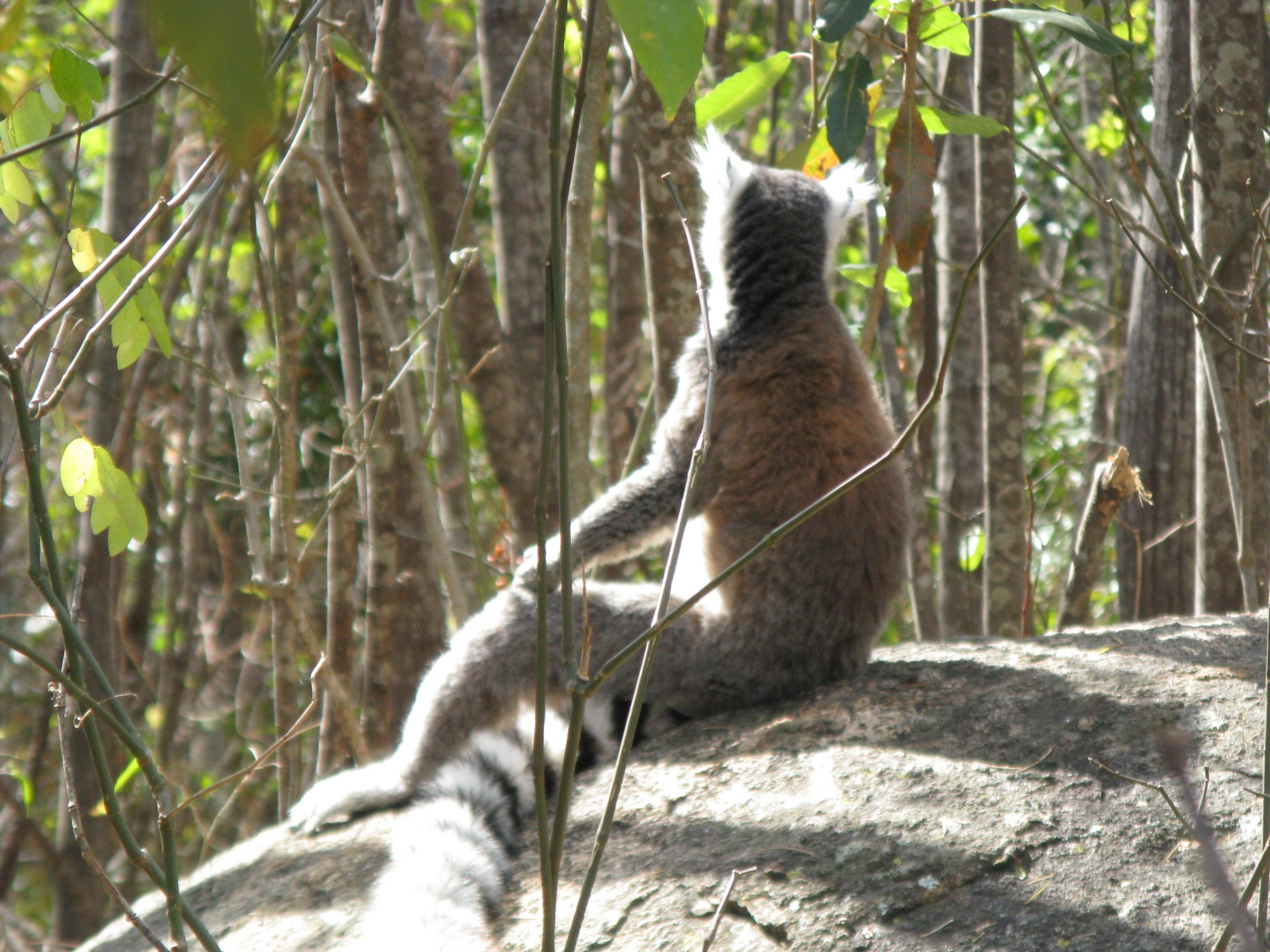 Madagascar