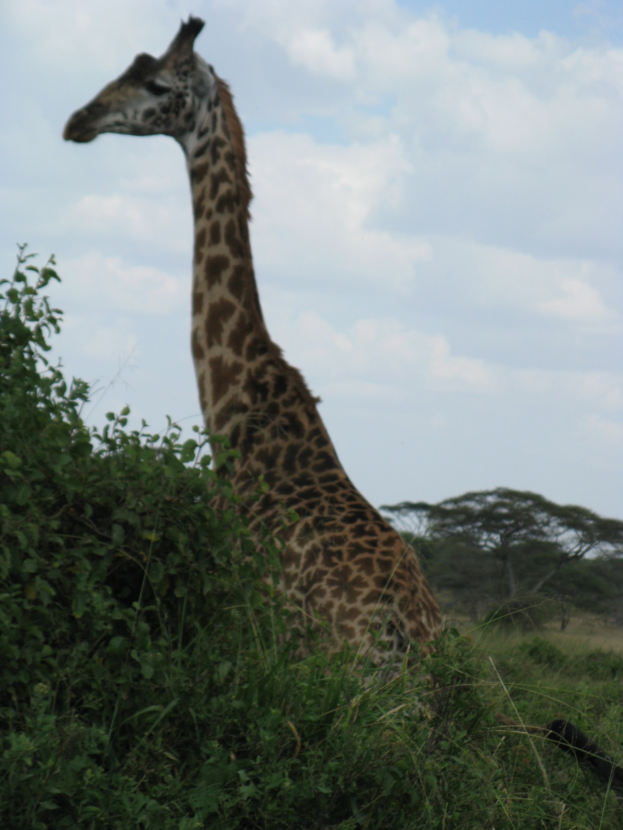 Tanzania