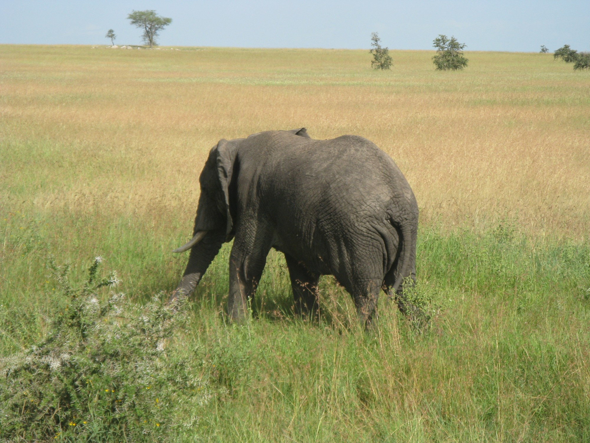 Tanzania