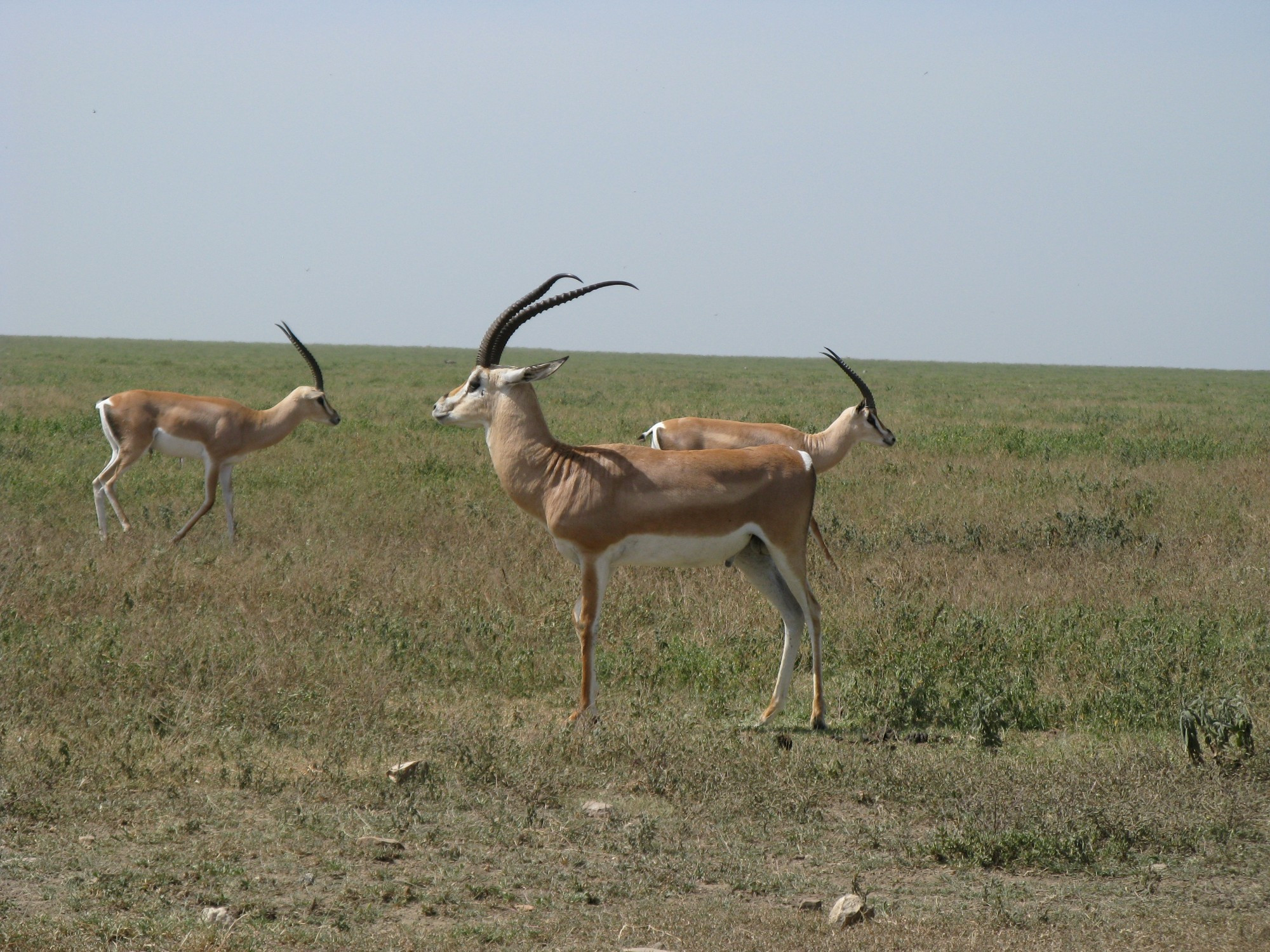 Tanzania