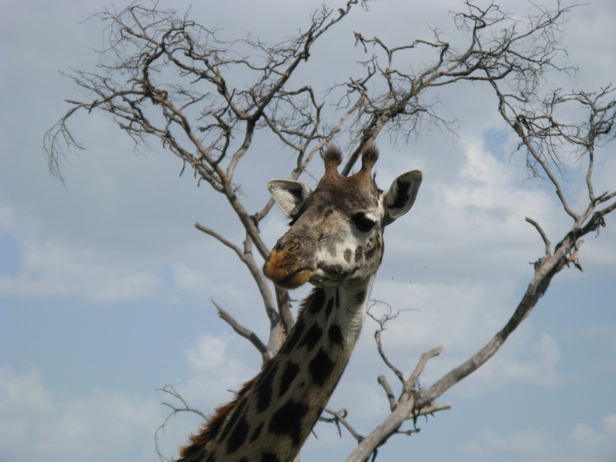 Tanzania