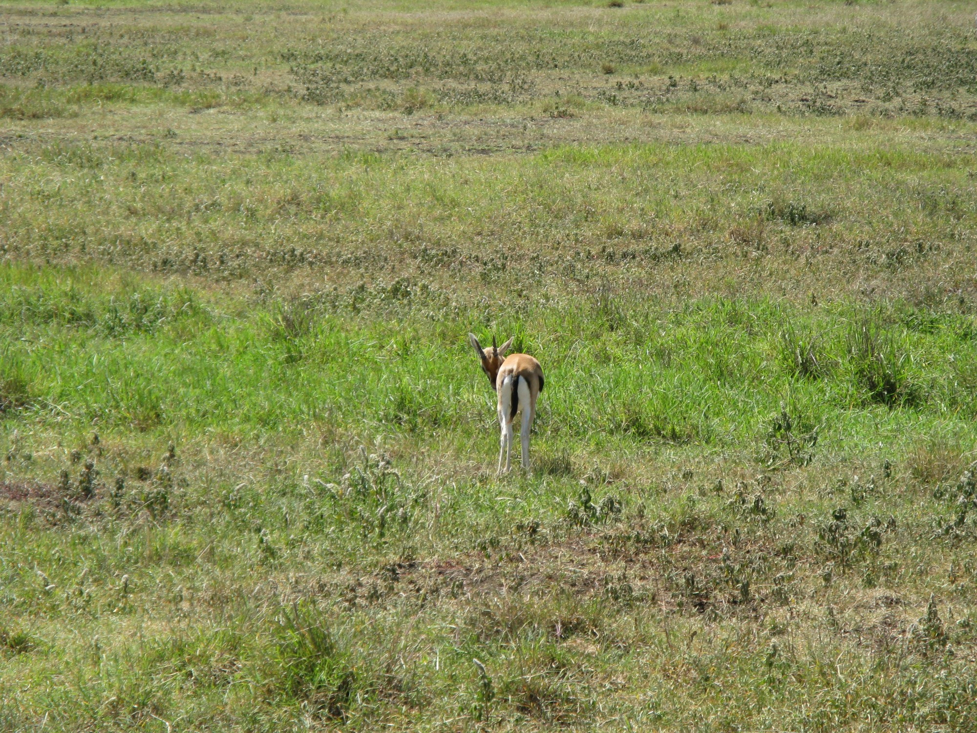 Tanzania