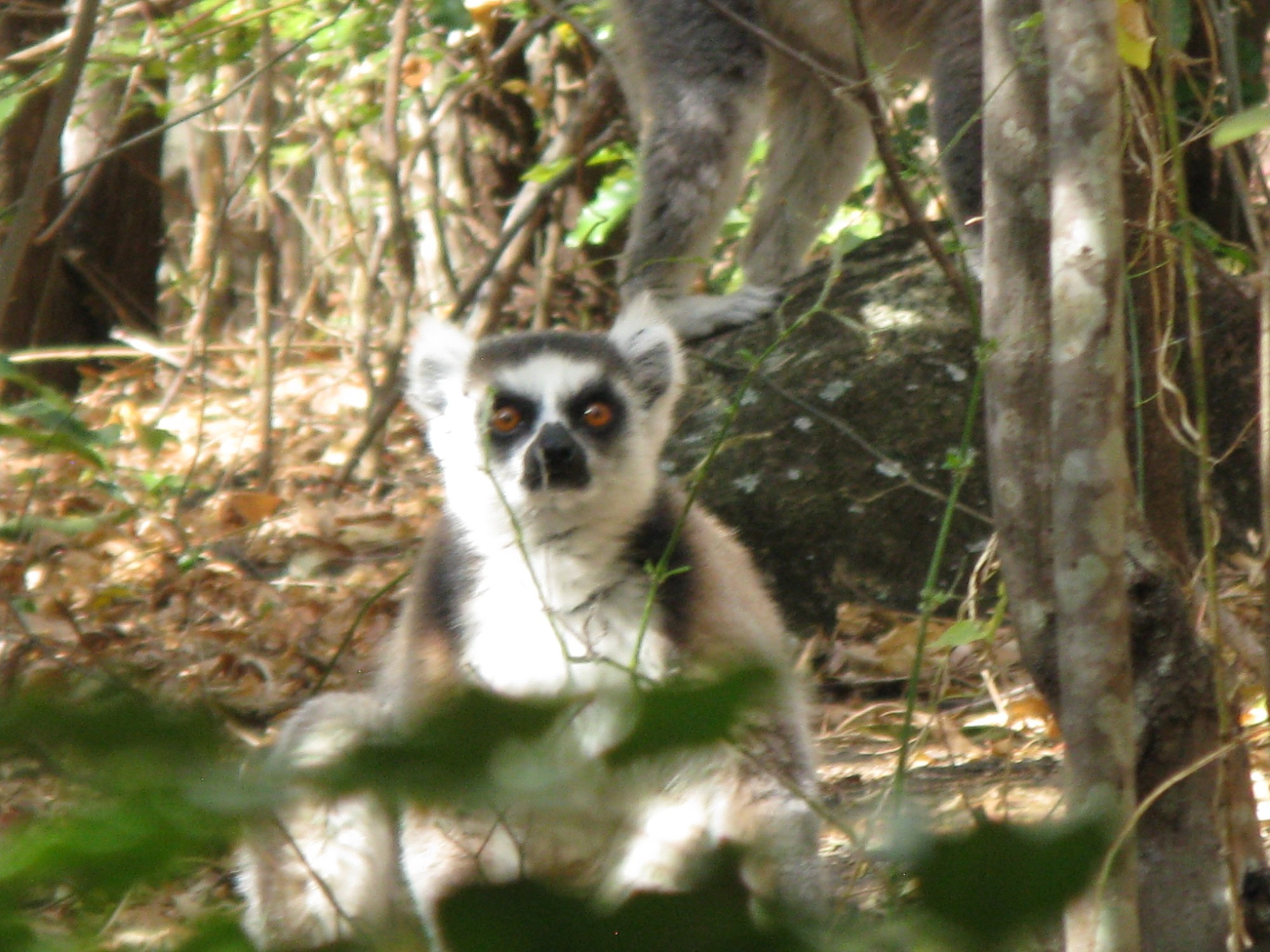 Madagascar